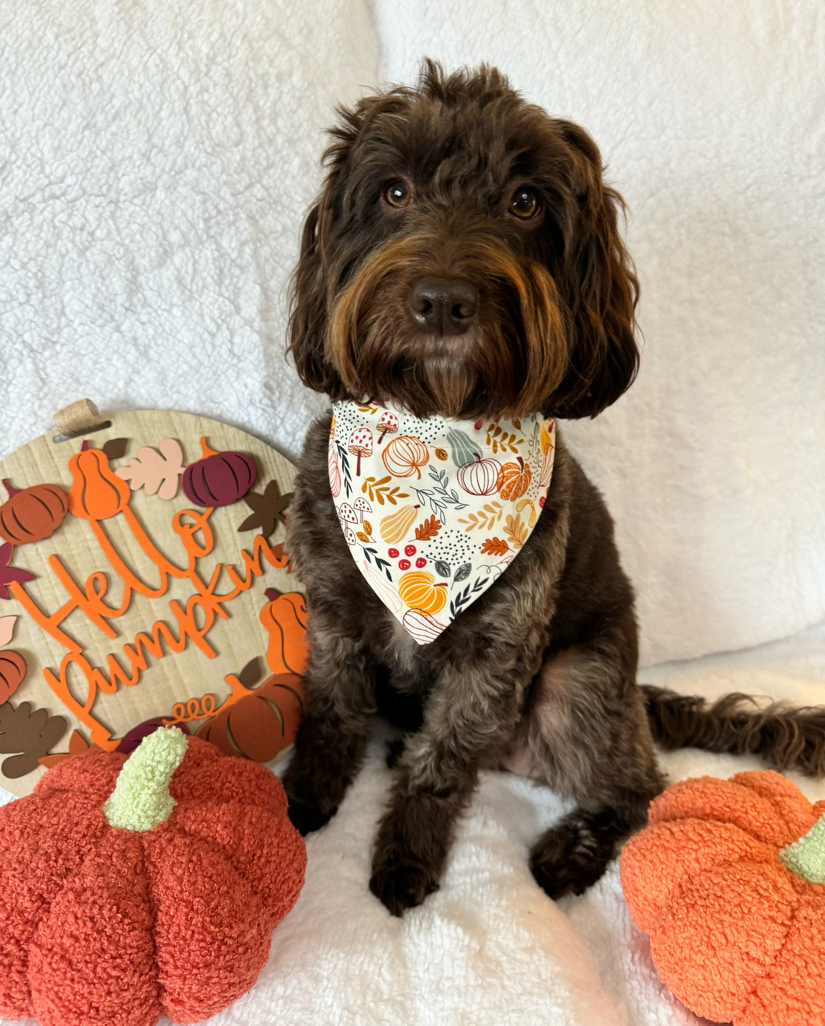 Autumn Pumpkin Pet Bandana