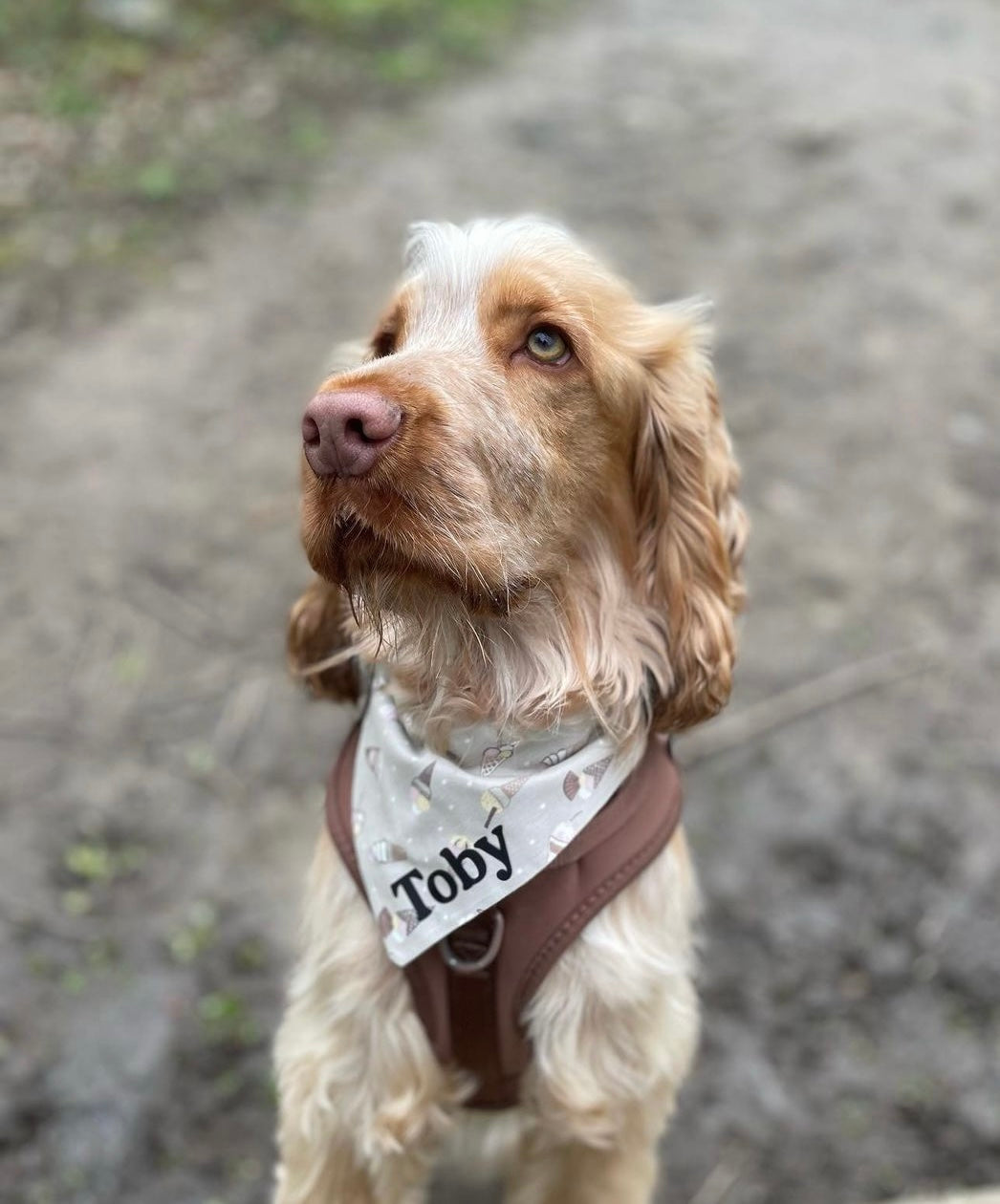 ‘Here’s The Scoop’ Pet Bandana