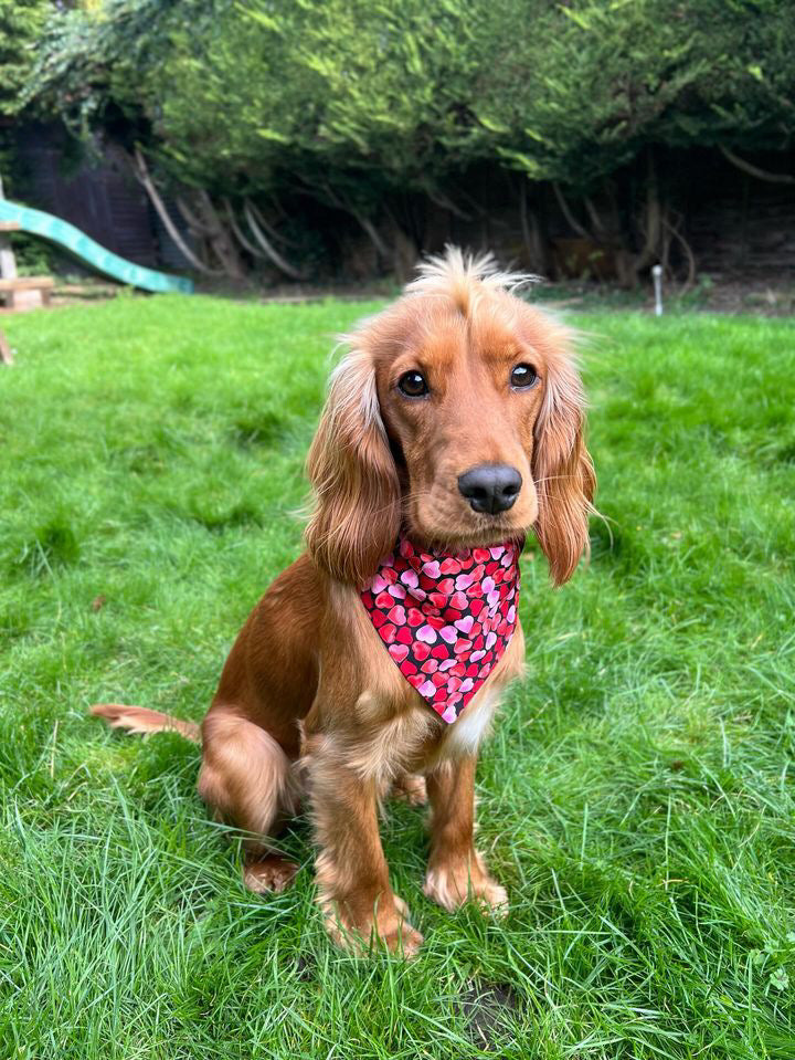 ‘Heart To Heart’ (Black) Pet Bandana