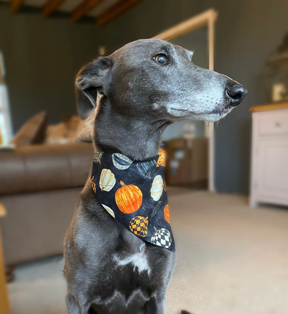 ‘Hello Pumpkin’ Pet Bandana