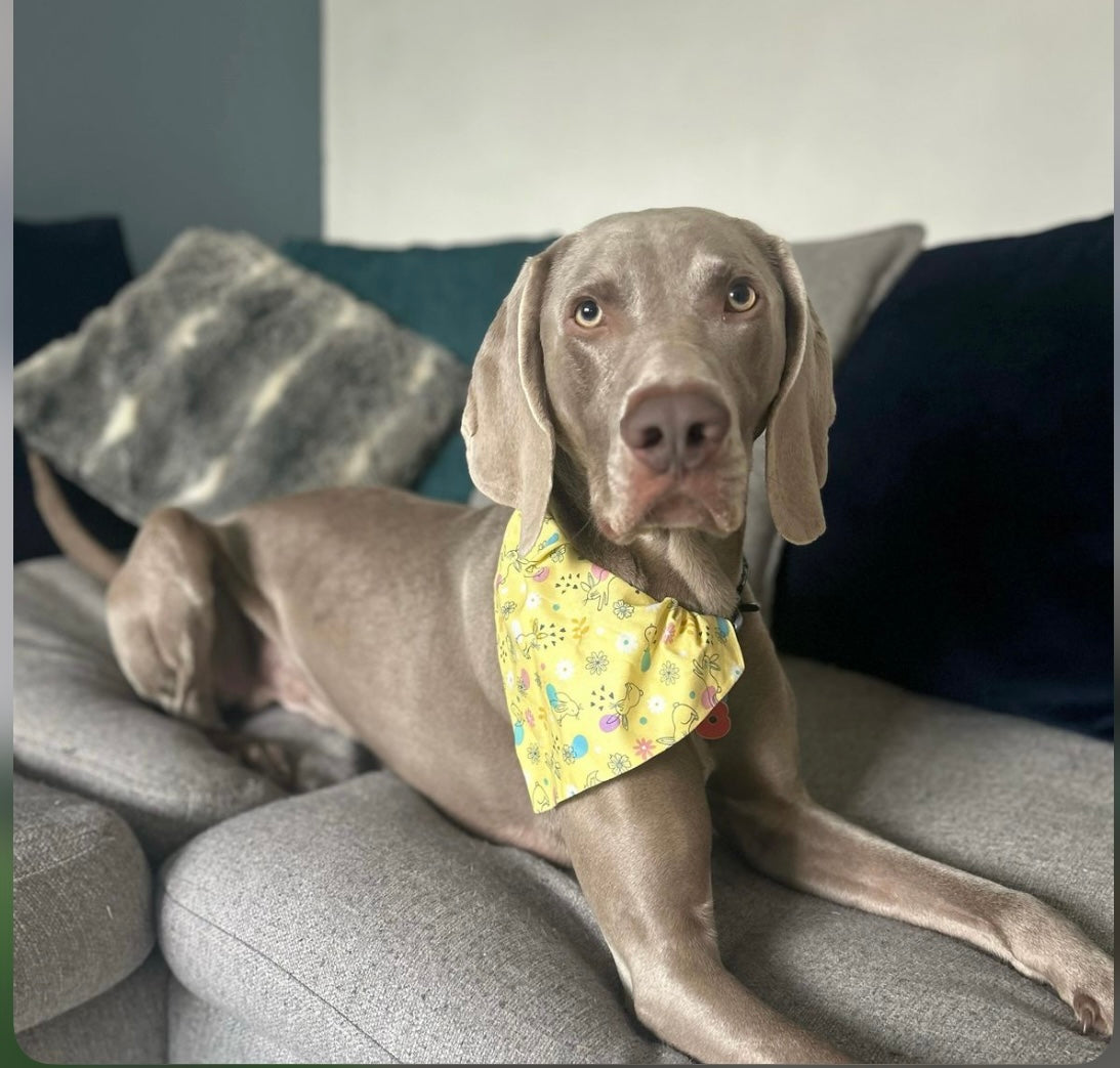 ‘Hoppily Ever After’ Pet Bandana