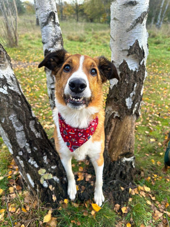 ‘Wag Into Christmas’ (Red) Pet Bandana