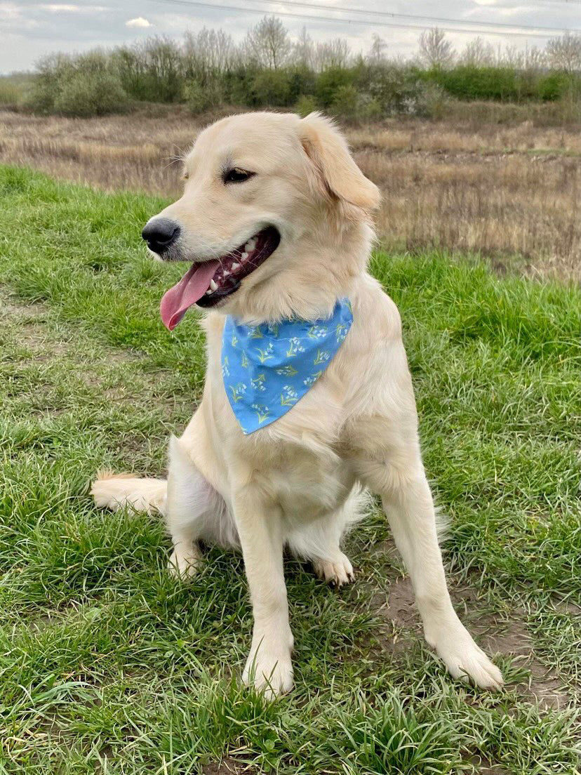 ‘Bluebell Woods’ Pet Bandana