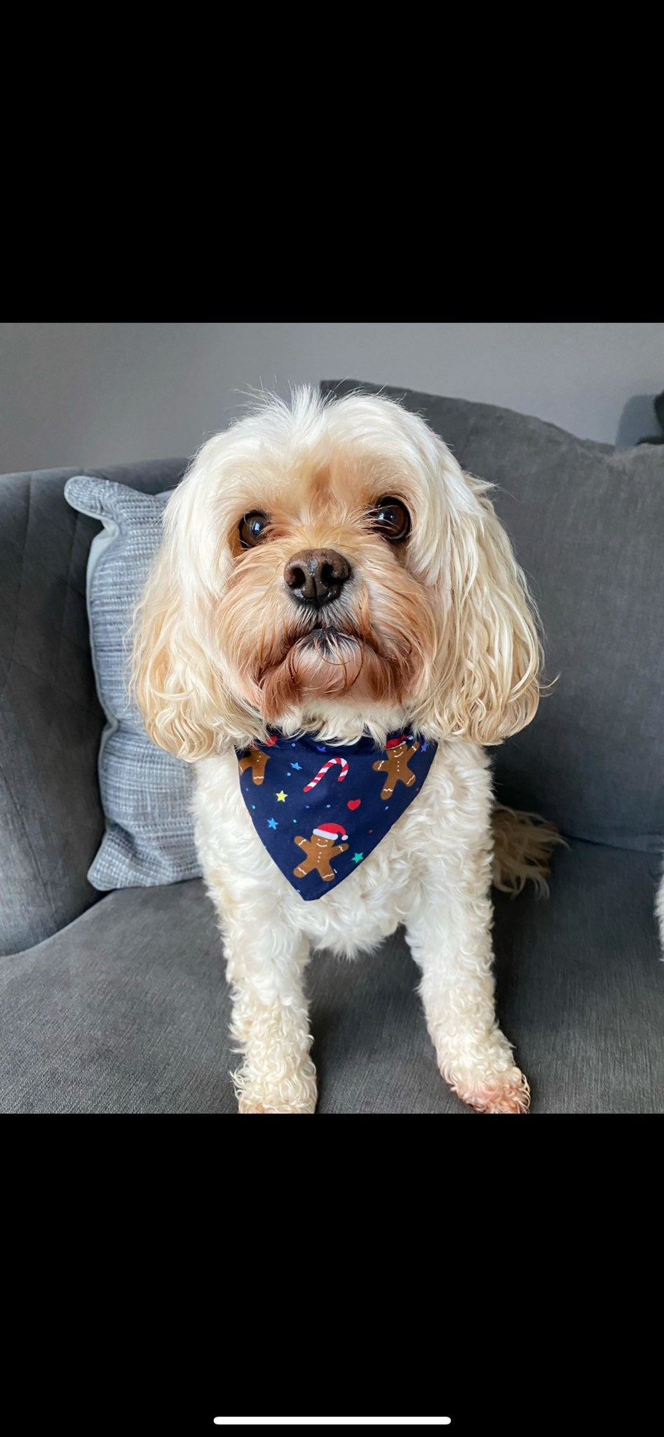 ‘Are You Gingerbready?’ Dog Bandana