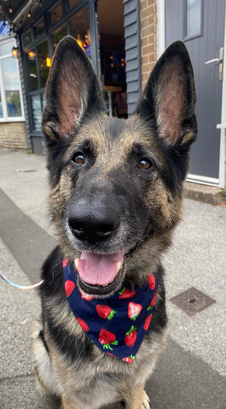 ‘Berry Sweet’ Pet Bandana