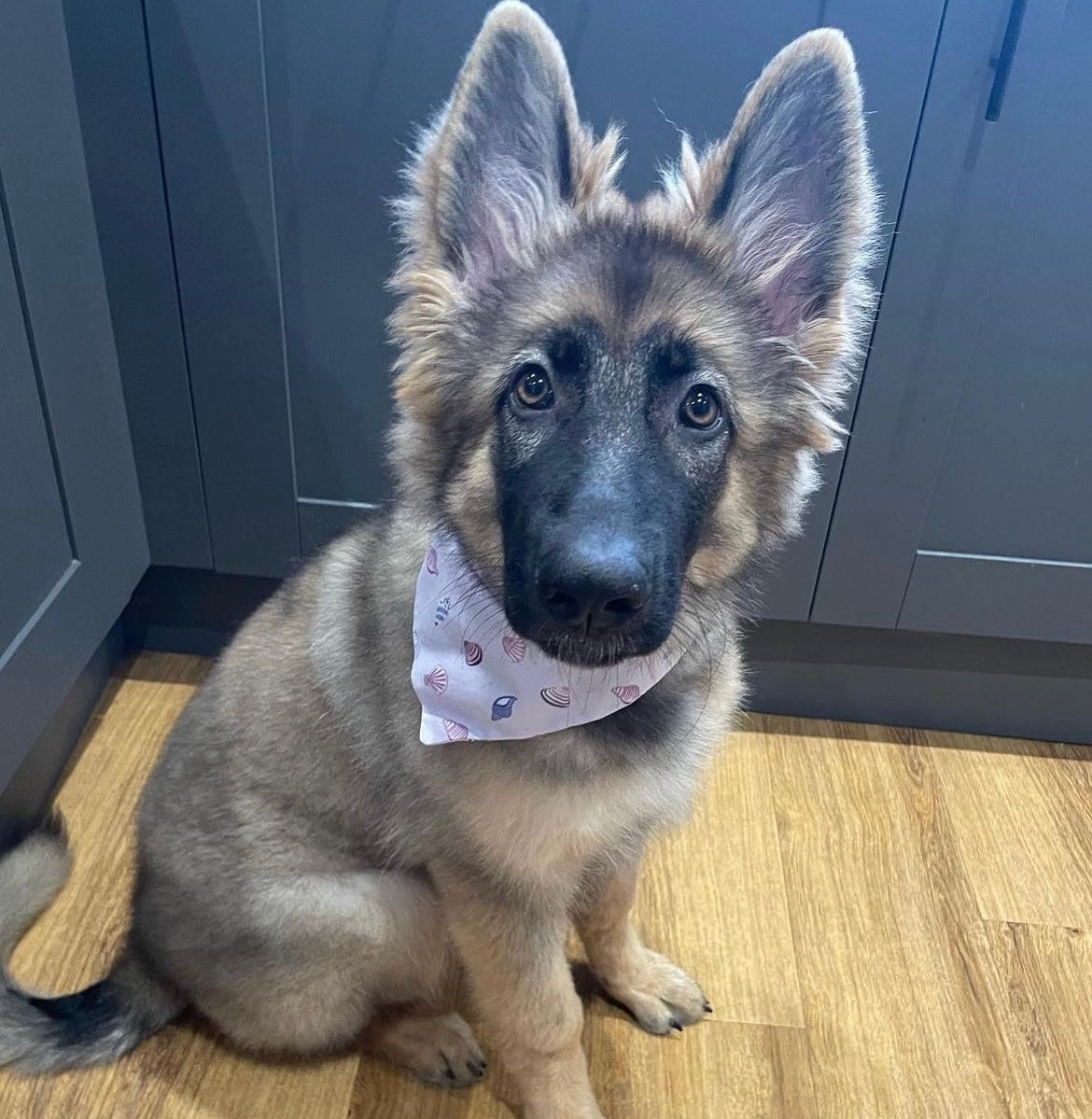 'Shell Yeah!' (Lilac) Pet Bandana