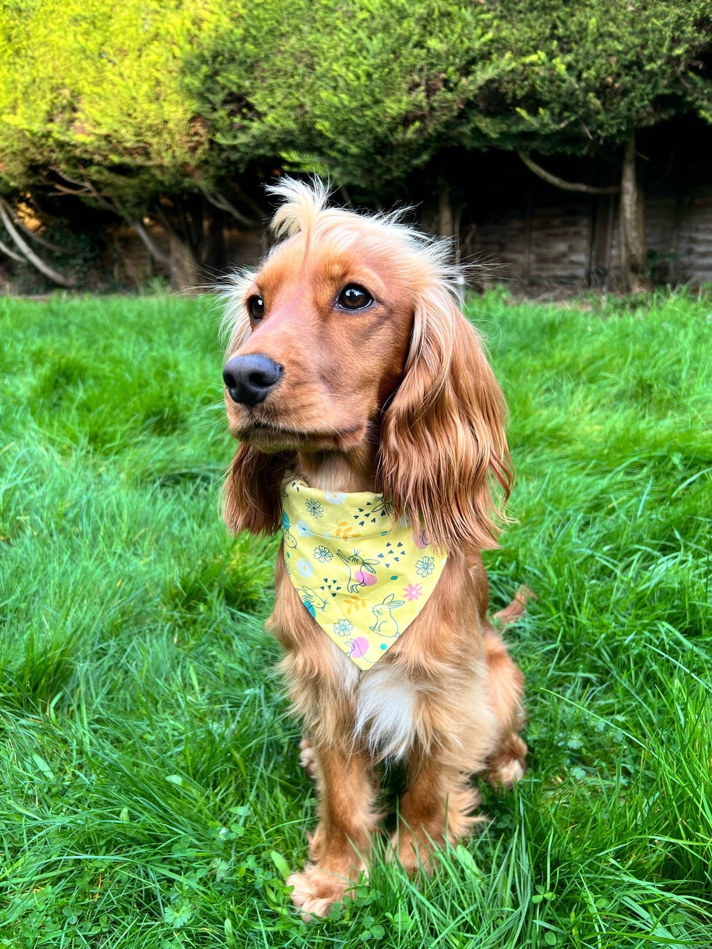 ‘Hoppily Ever After’ Pet Bandana