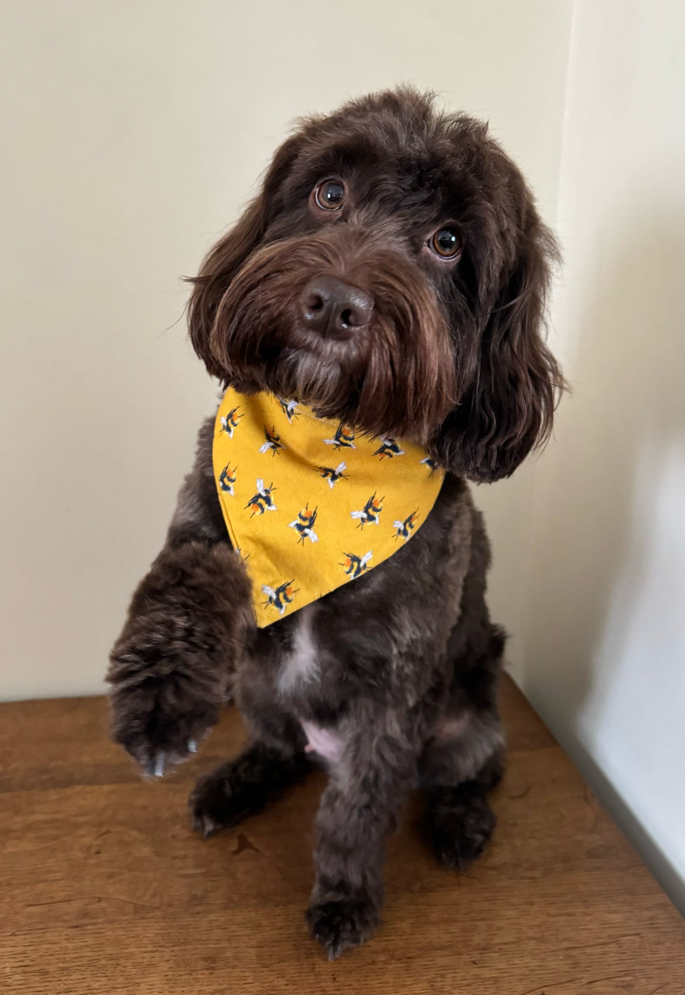 ‘Bee-utiful’ Pet Bandana (Mustard)