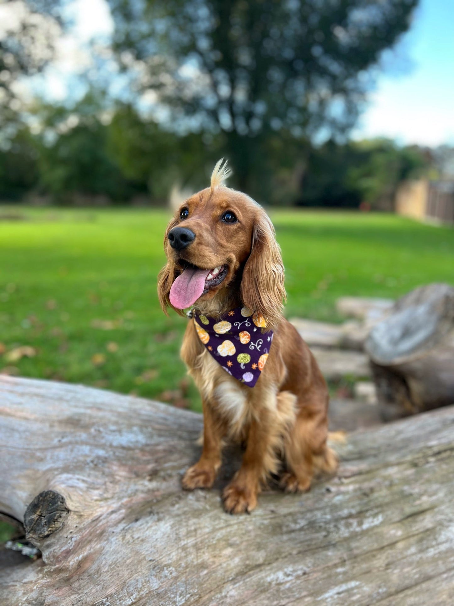 ‘Pumpkin Spice’ Pet Bandana