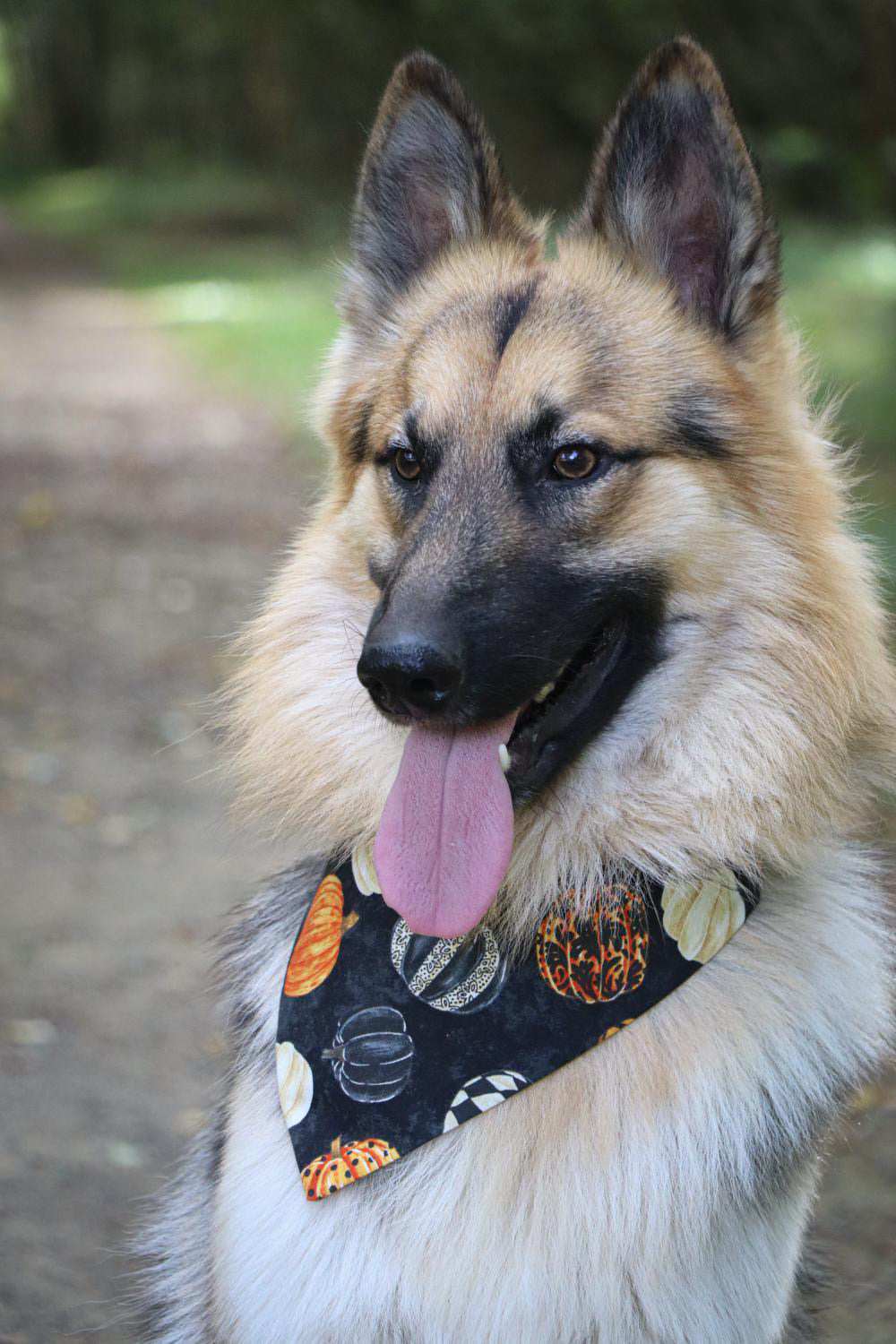 ‘Hello Pumpkin’ Pet Bandana