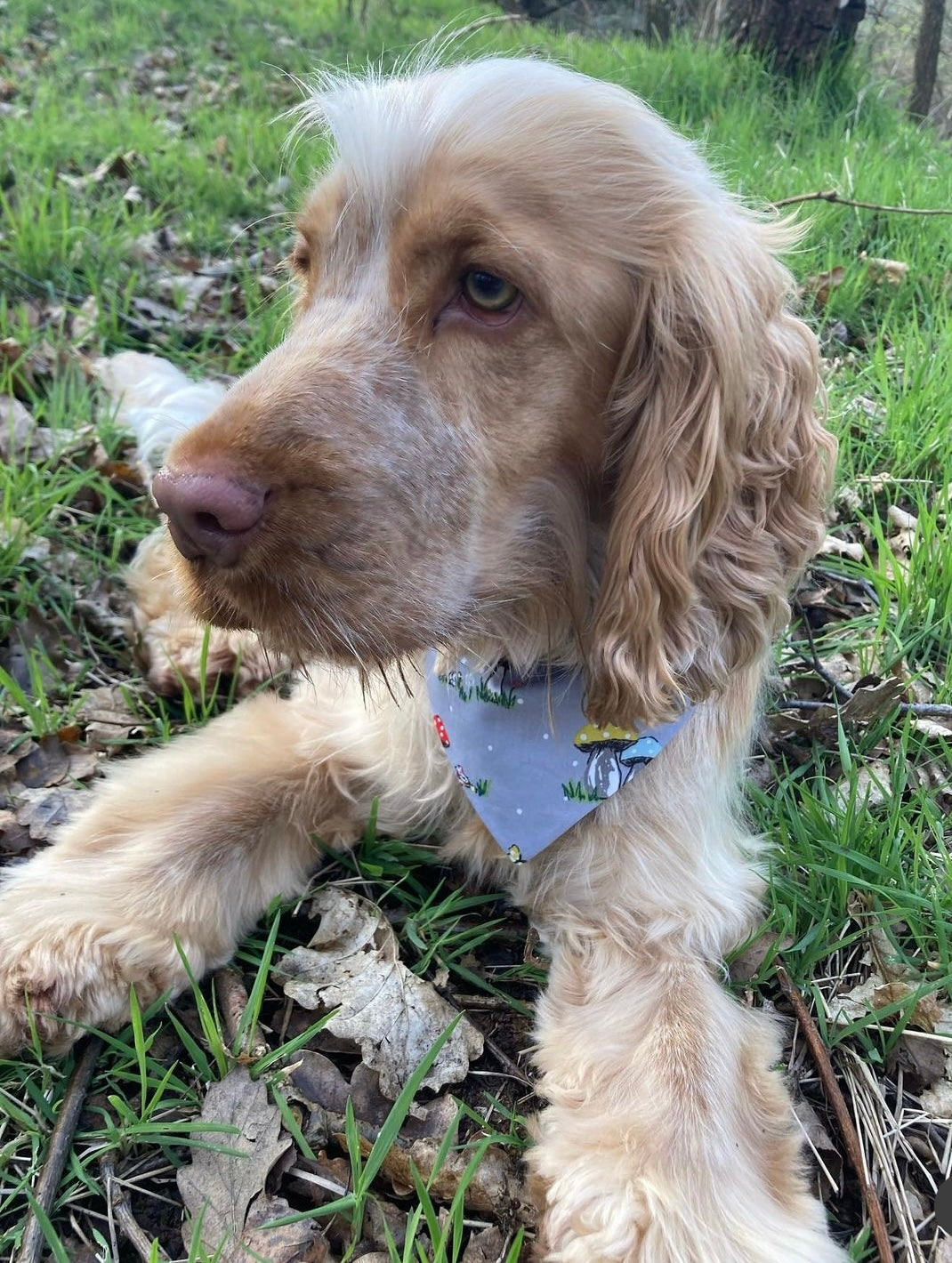 ‘Wild and Free’ Pet Bandana