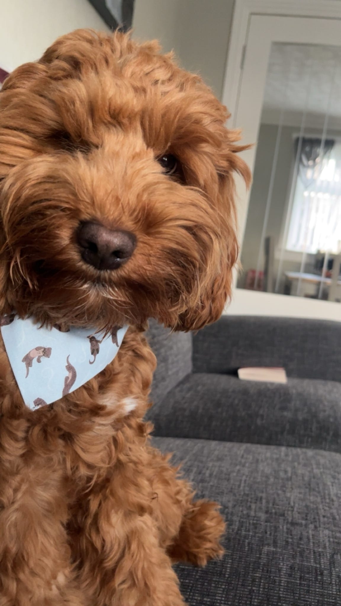 ‘Otterly Adorable’ Pet Bandana