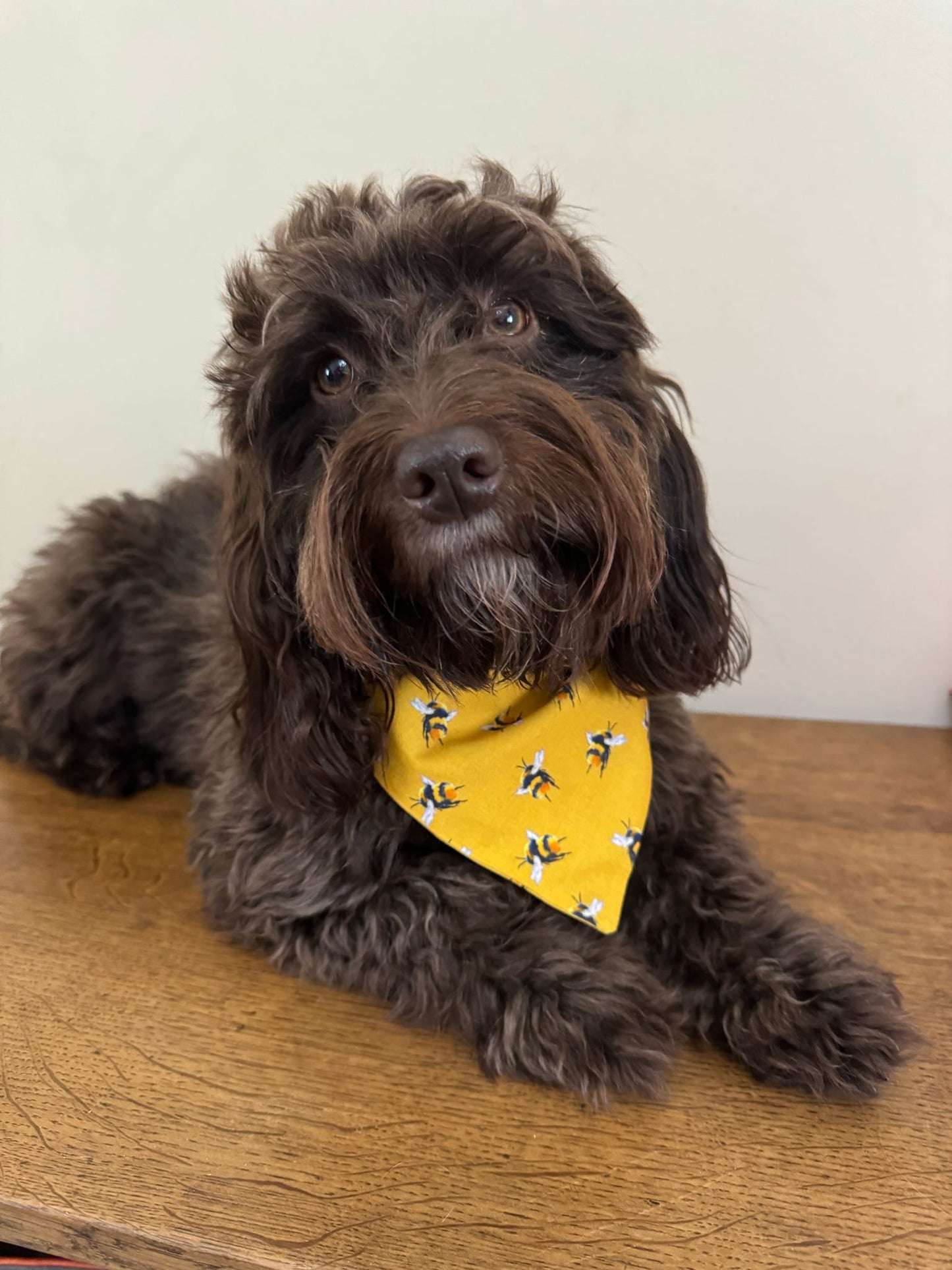 ‘Bee-utiful’ Pet Bandana (Mustard)