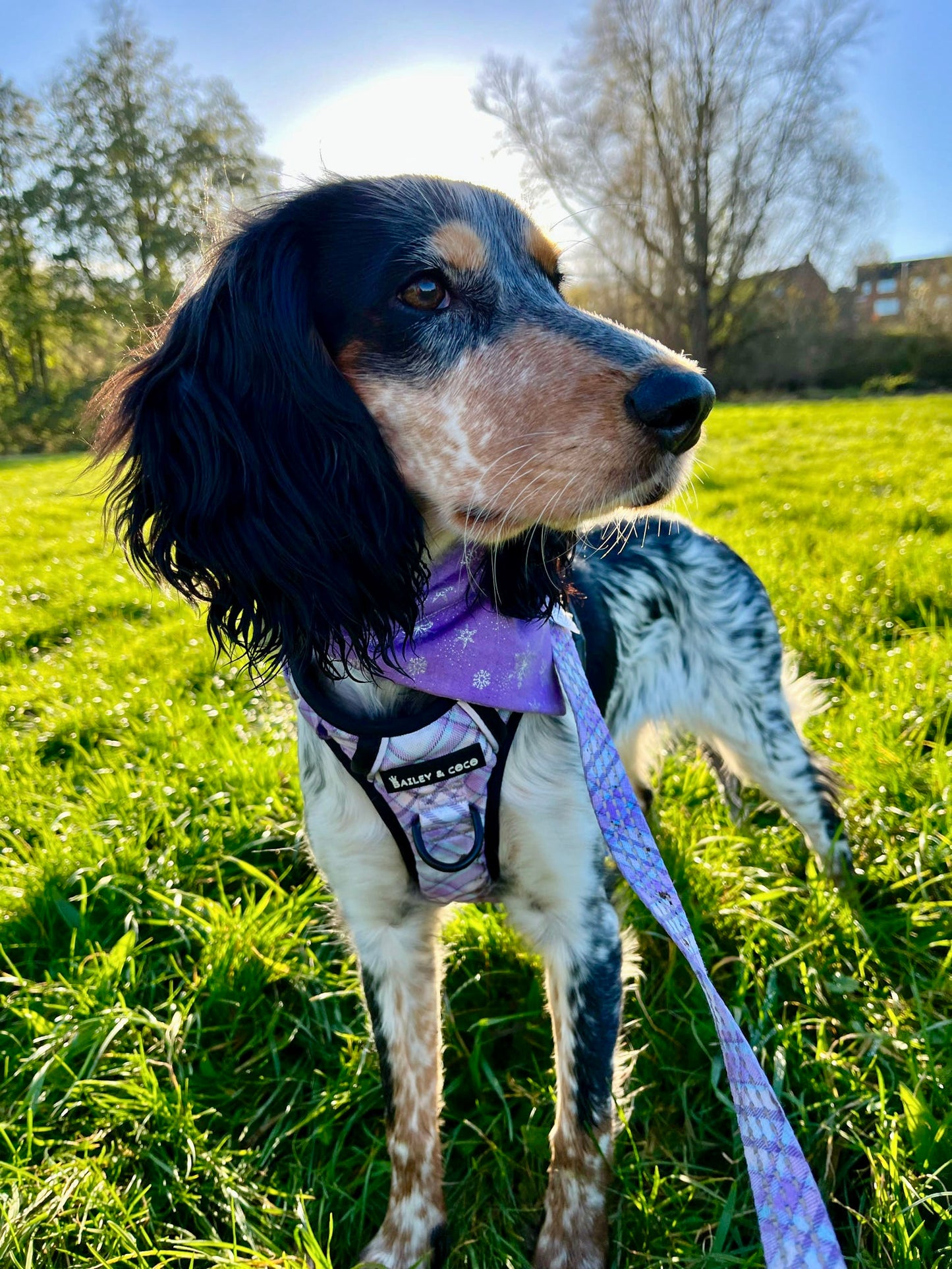 ‘Let It Snow’ Pet Bandana