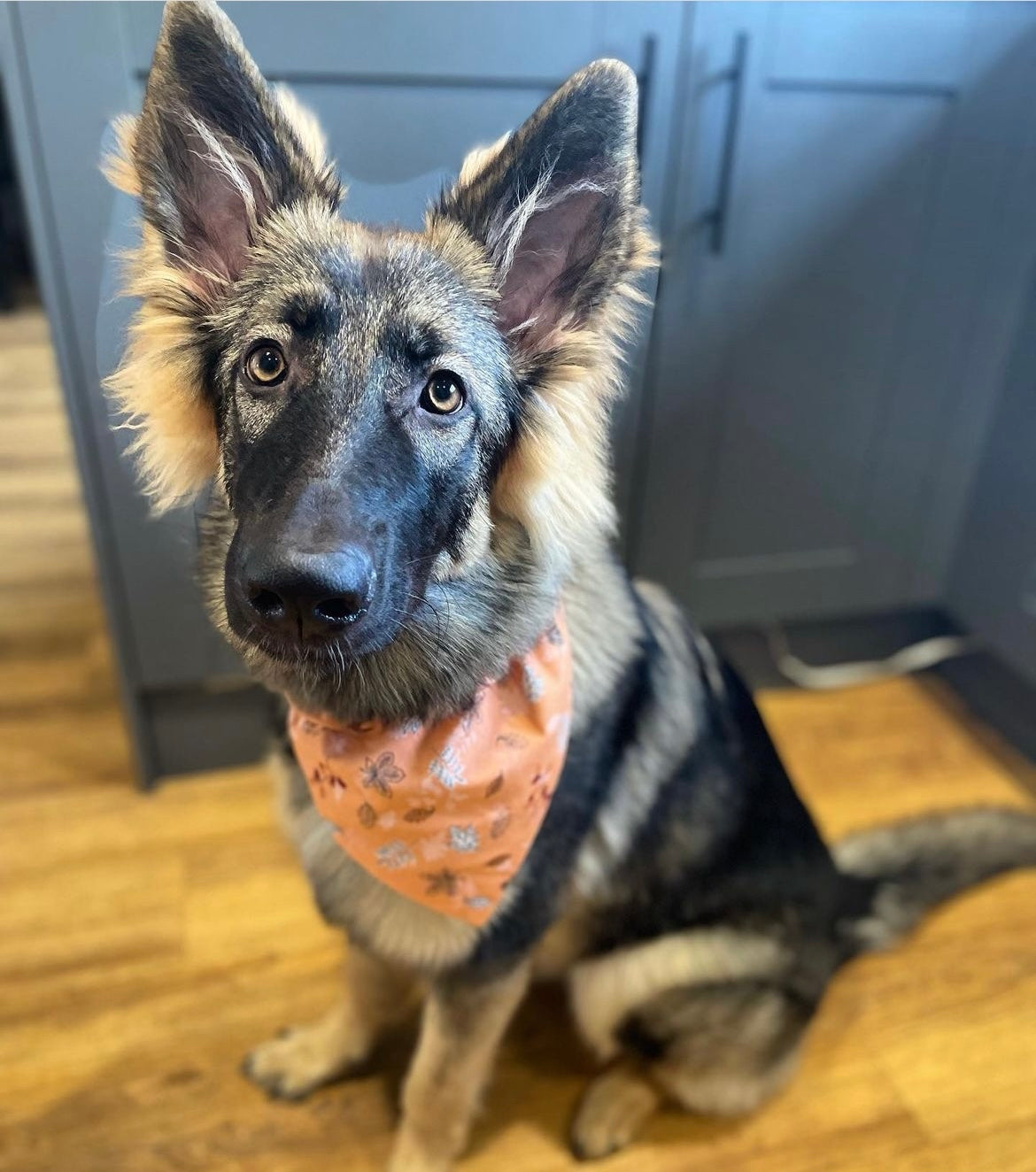 ‘Fall In Love’ Pet Bandana