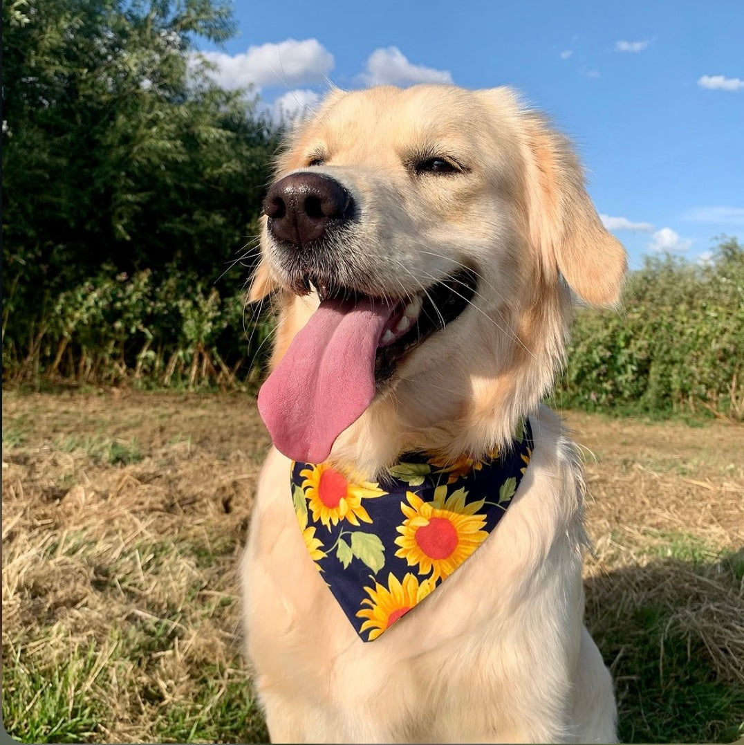 Chasing The Sun’ Pet Bandana