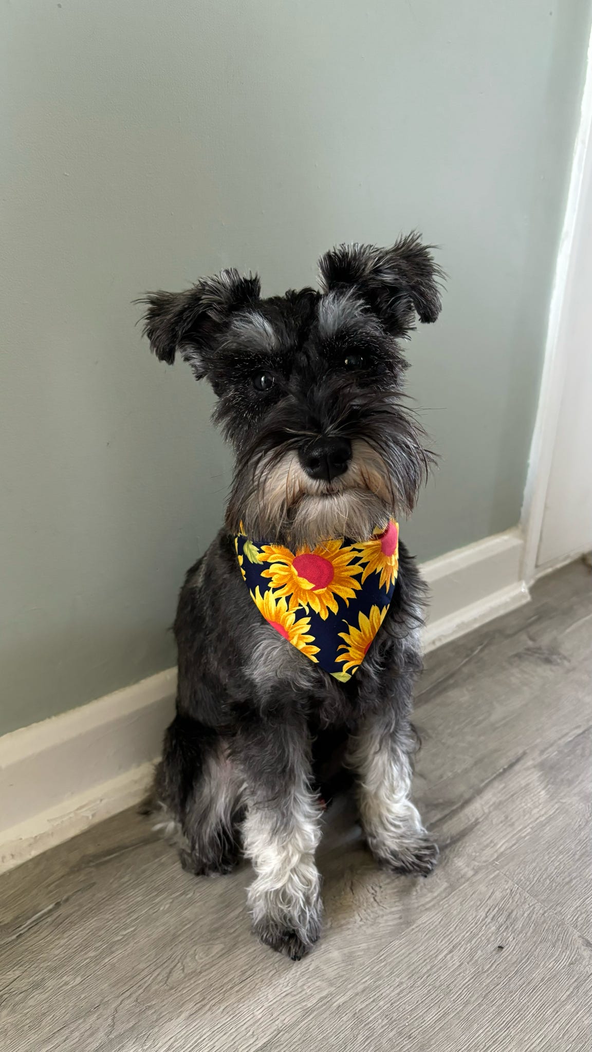 Chasing The Sun’ Pet Bandana