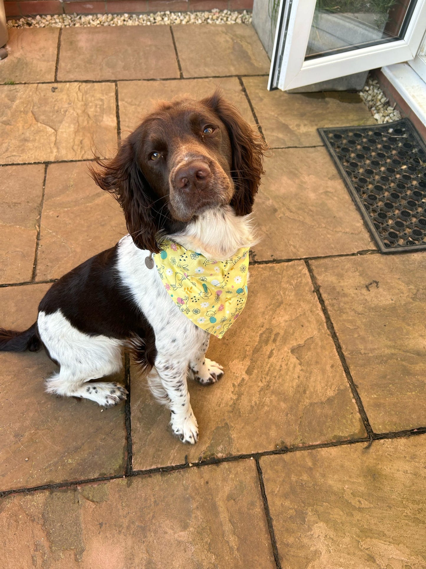 ‘Hoppily Ever After’ Pet Bandana