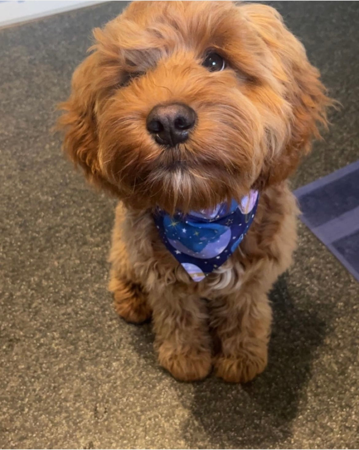 ‘Out Of This World’ Pet Bandana