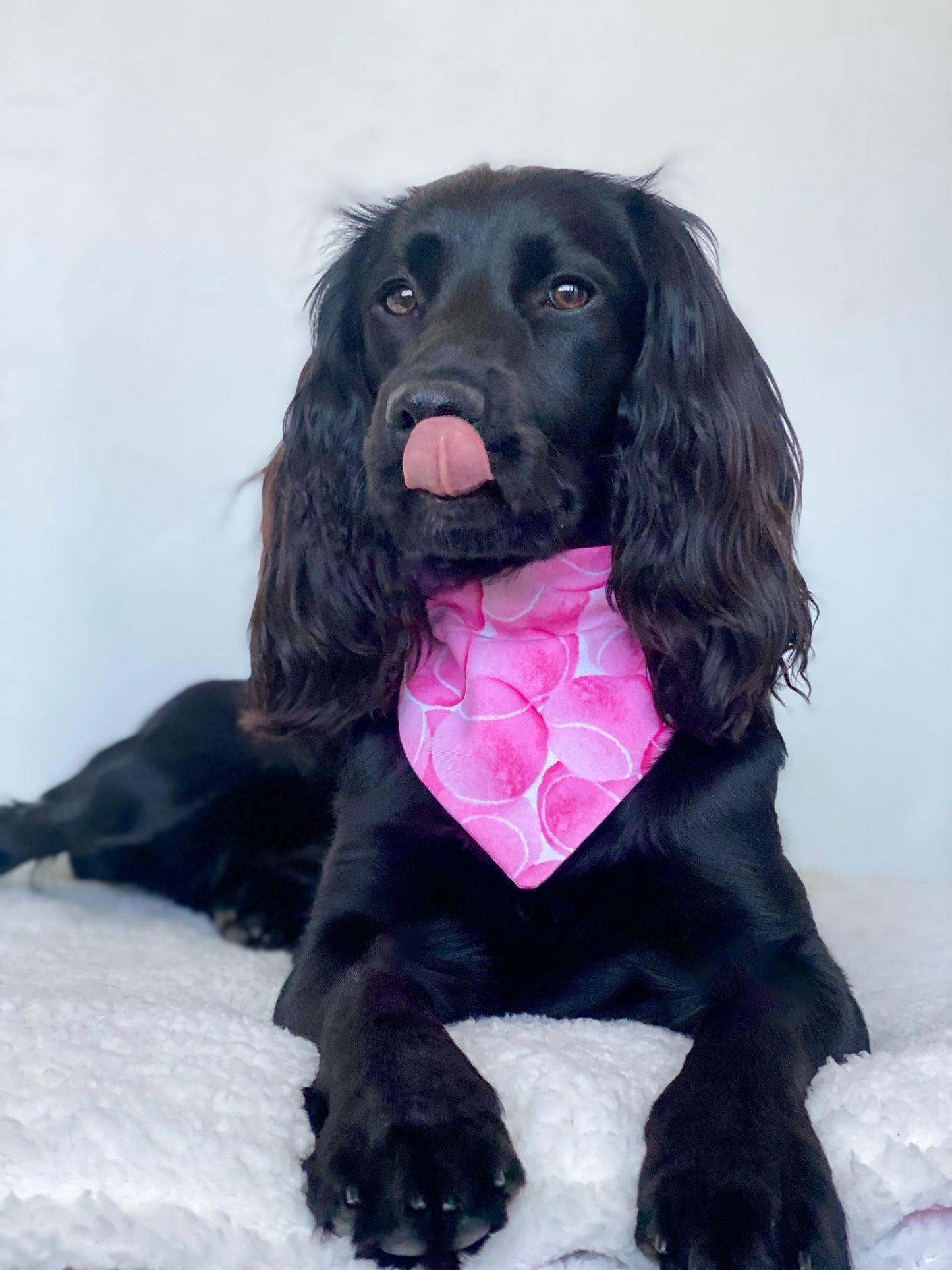 ‘So Fetch’ Pet Bandana