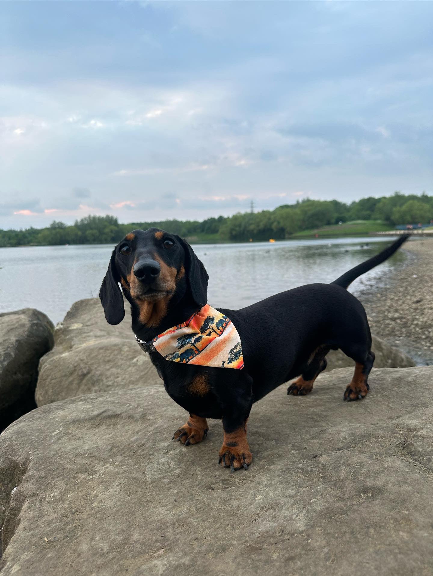 ‘Sunset Safari’ Pet Bandana