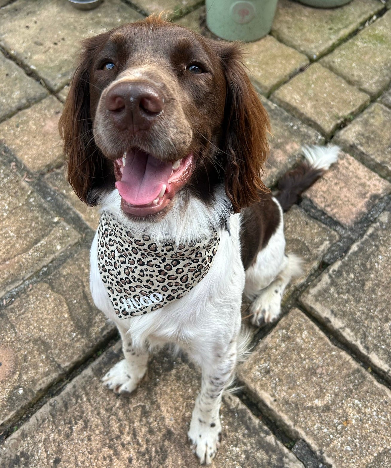 ‘Going Wild’ Pet Bandana