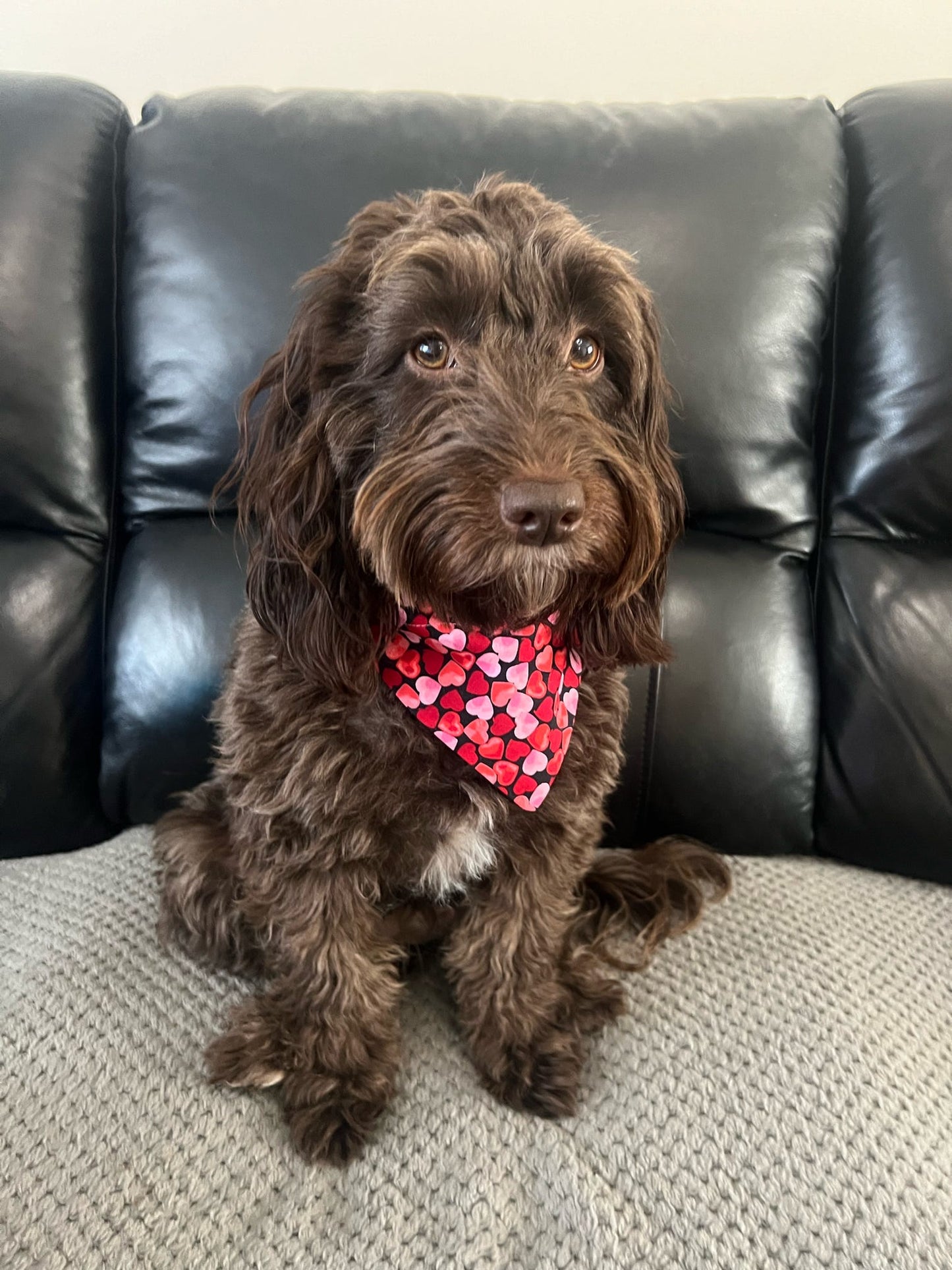 ‘Heart To Heart’ (Black) Pet Bandana