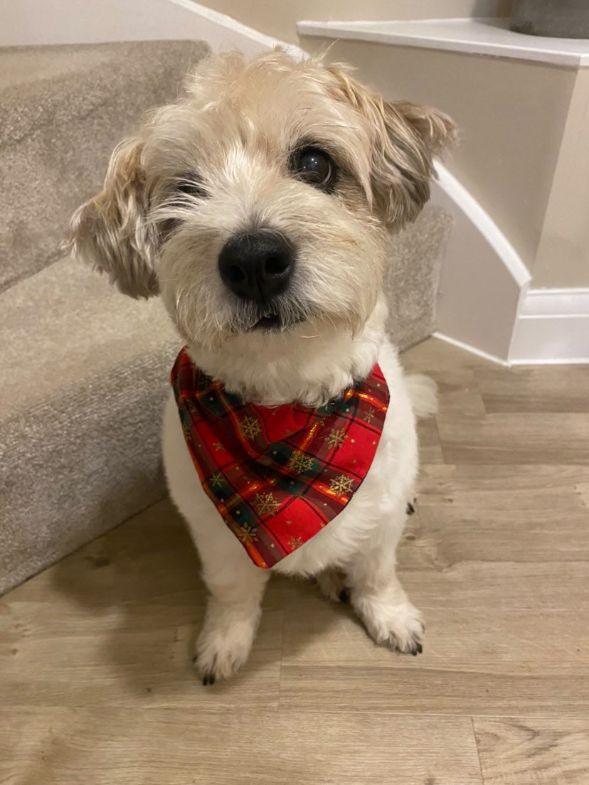 ‘Tartan-tastic’ Pet Bandana