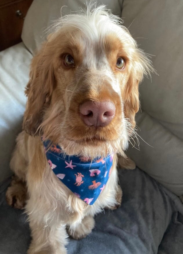 ‘Under The Sea’ Pet Bandana