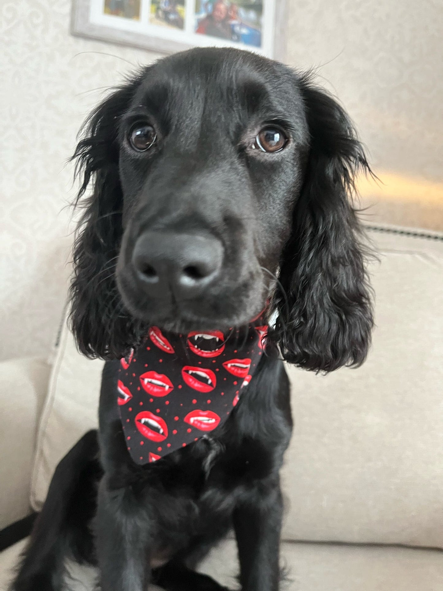 ‘Feeling Fang-sy’ Pet Bandana