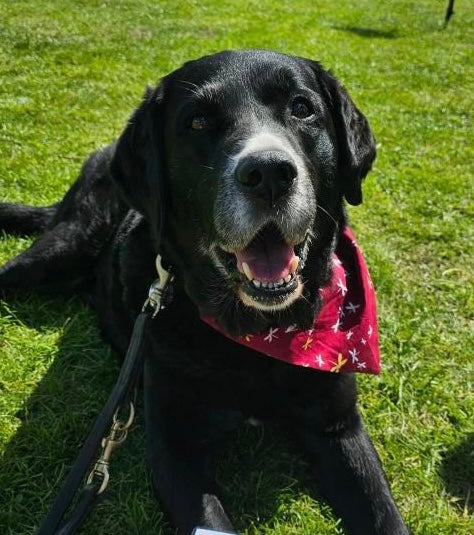 ‘Fly High’ Pet Bandana