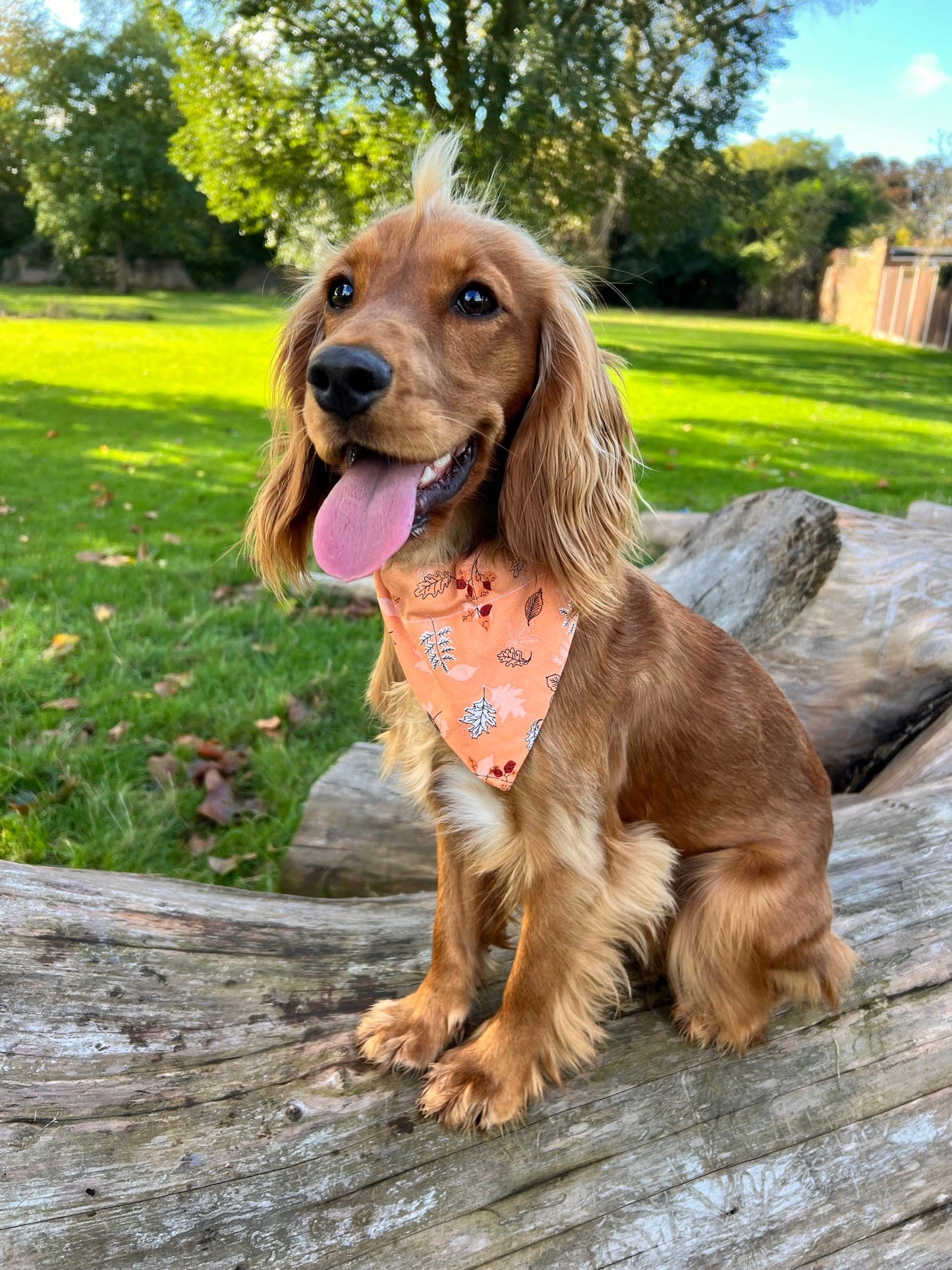 ‘Fall In Love’ Pet Bandana