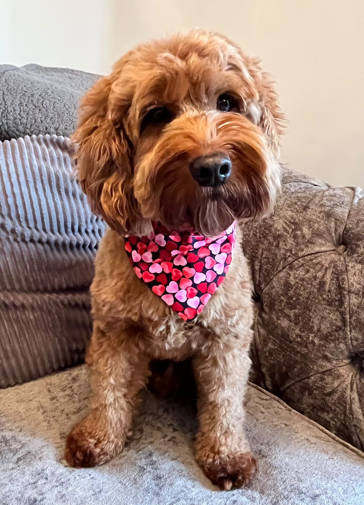 ‘Heart To Heart’ (Black) Pet Bandana