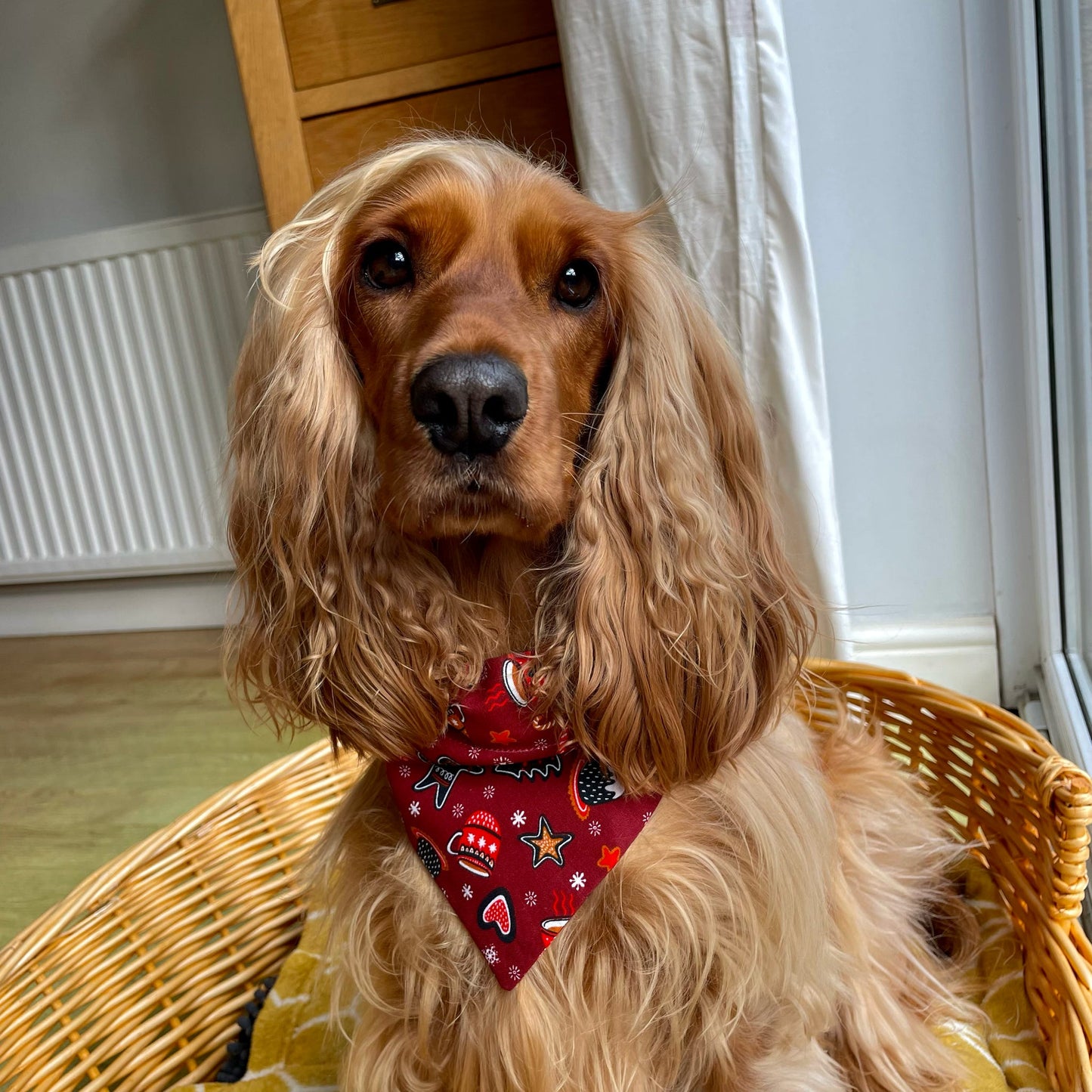 ‘Wag Into Christmas’ (Red) Pet Bandana