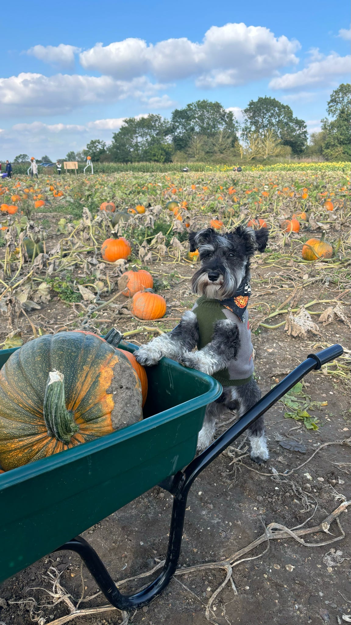 ‘Hello Pumpkin’ Pet Bandana