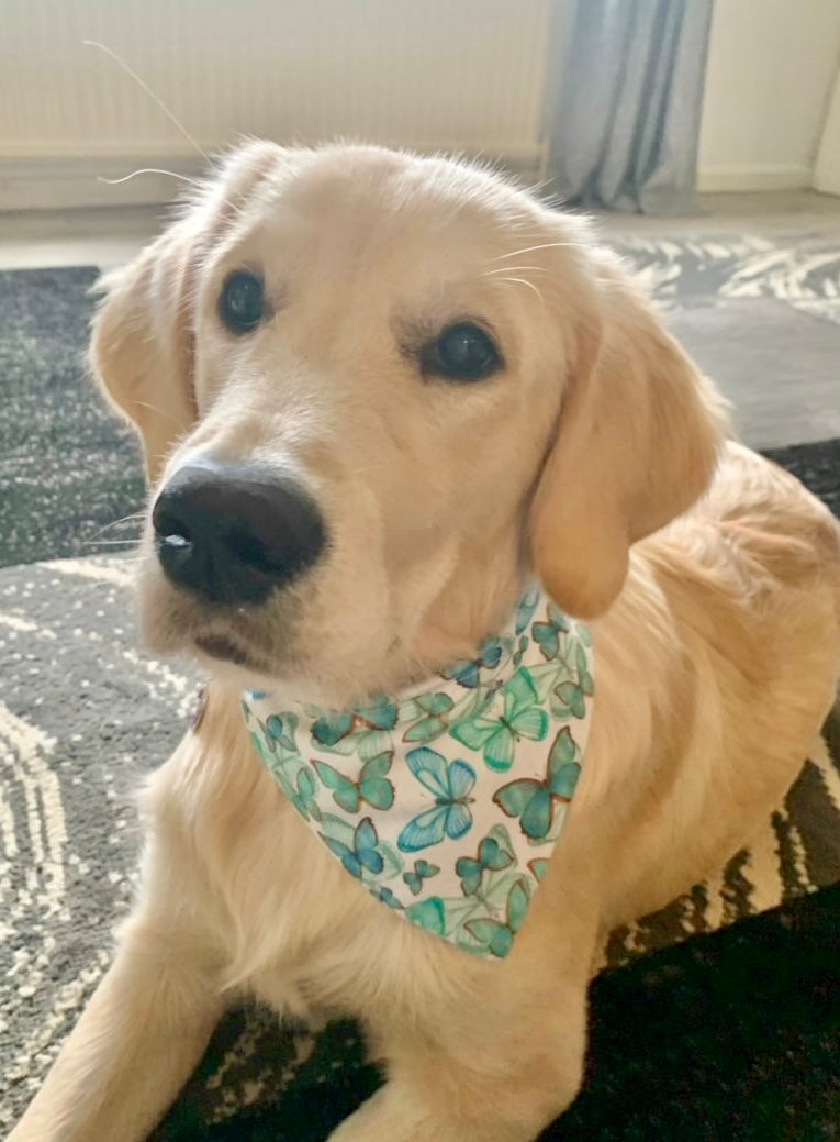 ‘Butterfly Kisses’ Pet Bandana