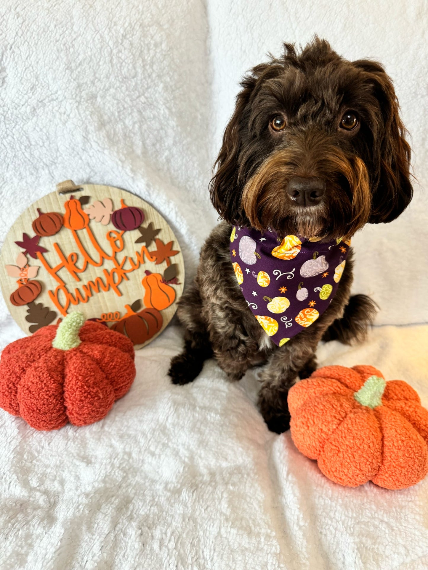 ‘Pumpkin Spice’ Pet Bandana