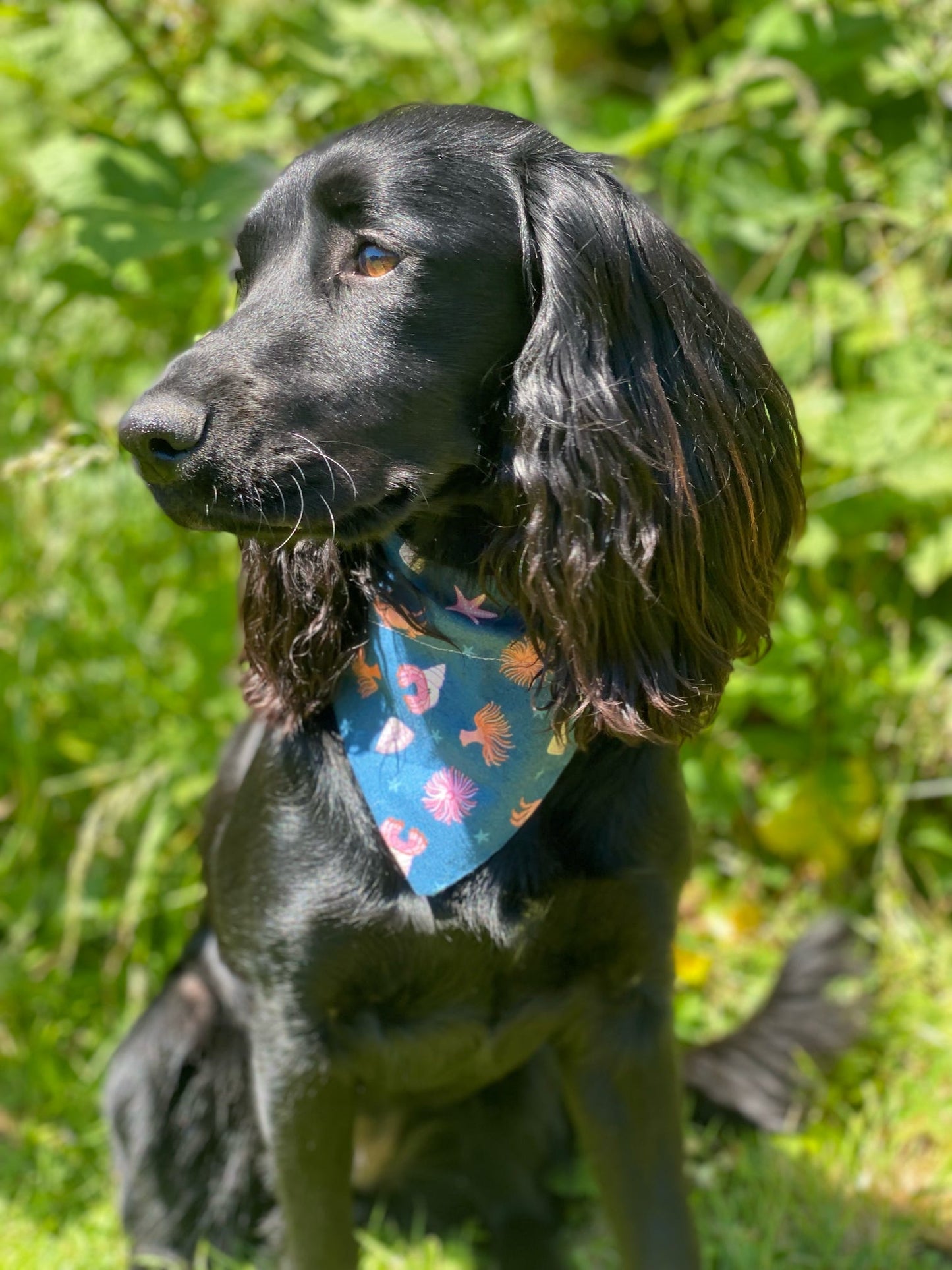 ‘Under The Sea’ Pet Bandana