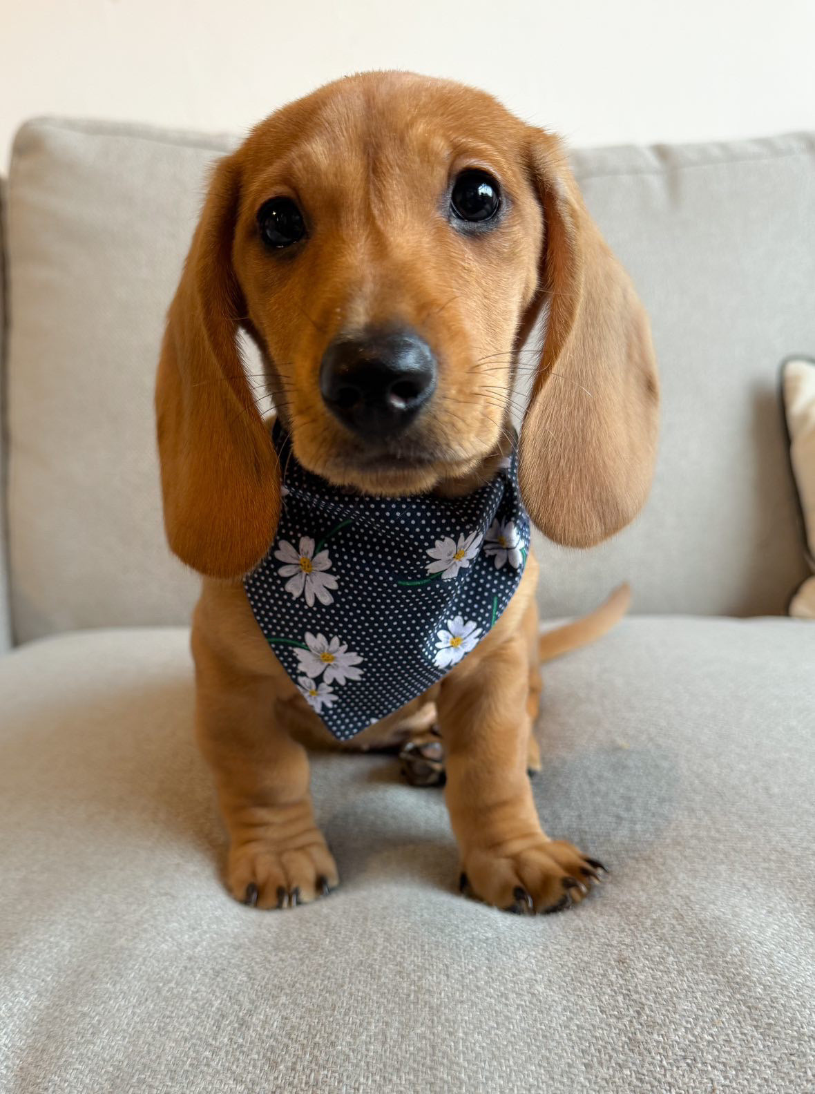 ‘Daisy Chain’ Pet Bandana