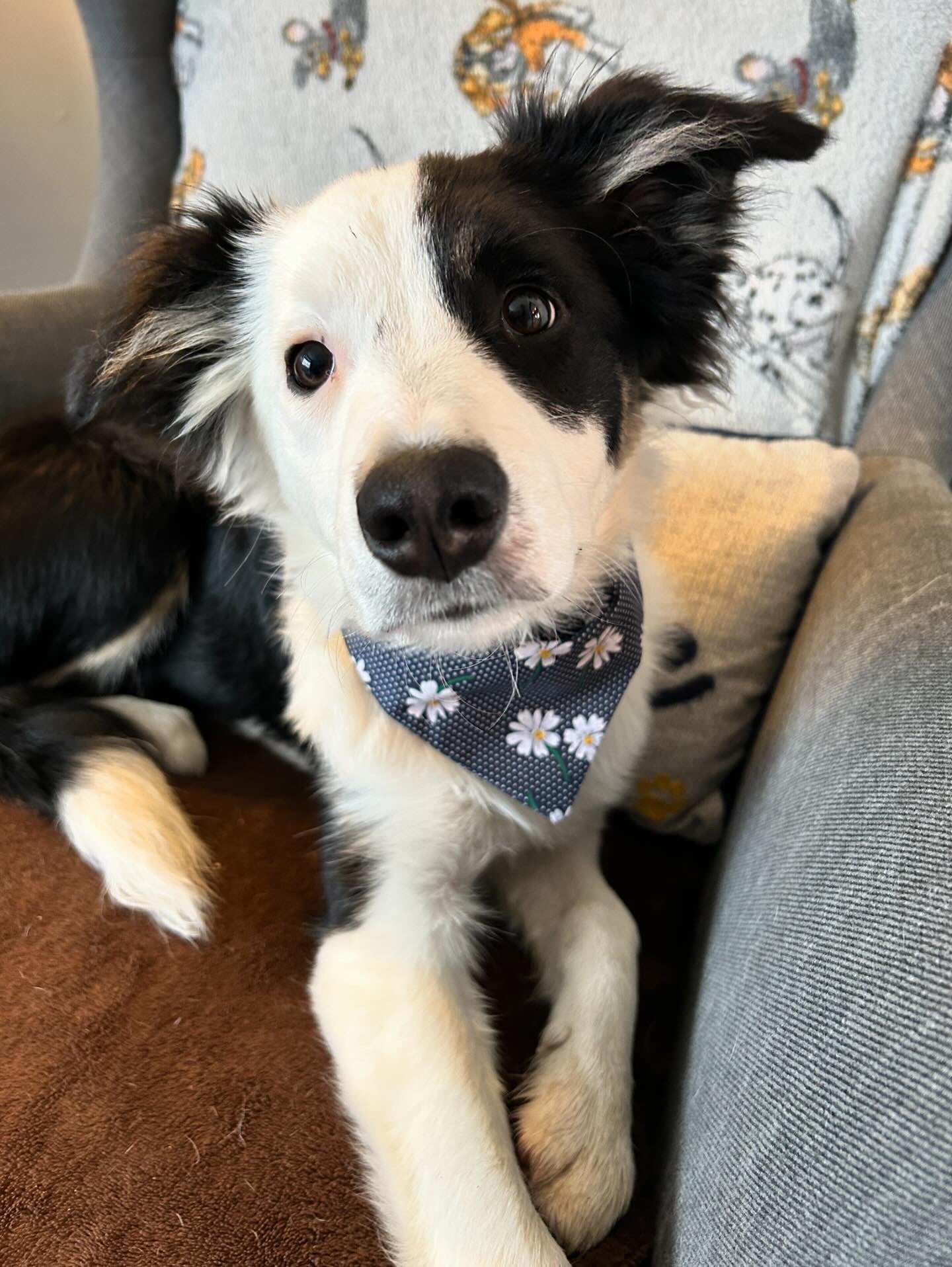 ‘Daisy Chain’ Pet Bandana