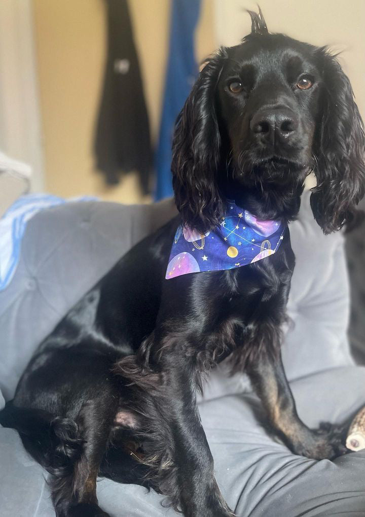 ‘Out Of This World’ Pet Bandana