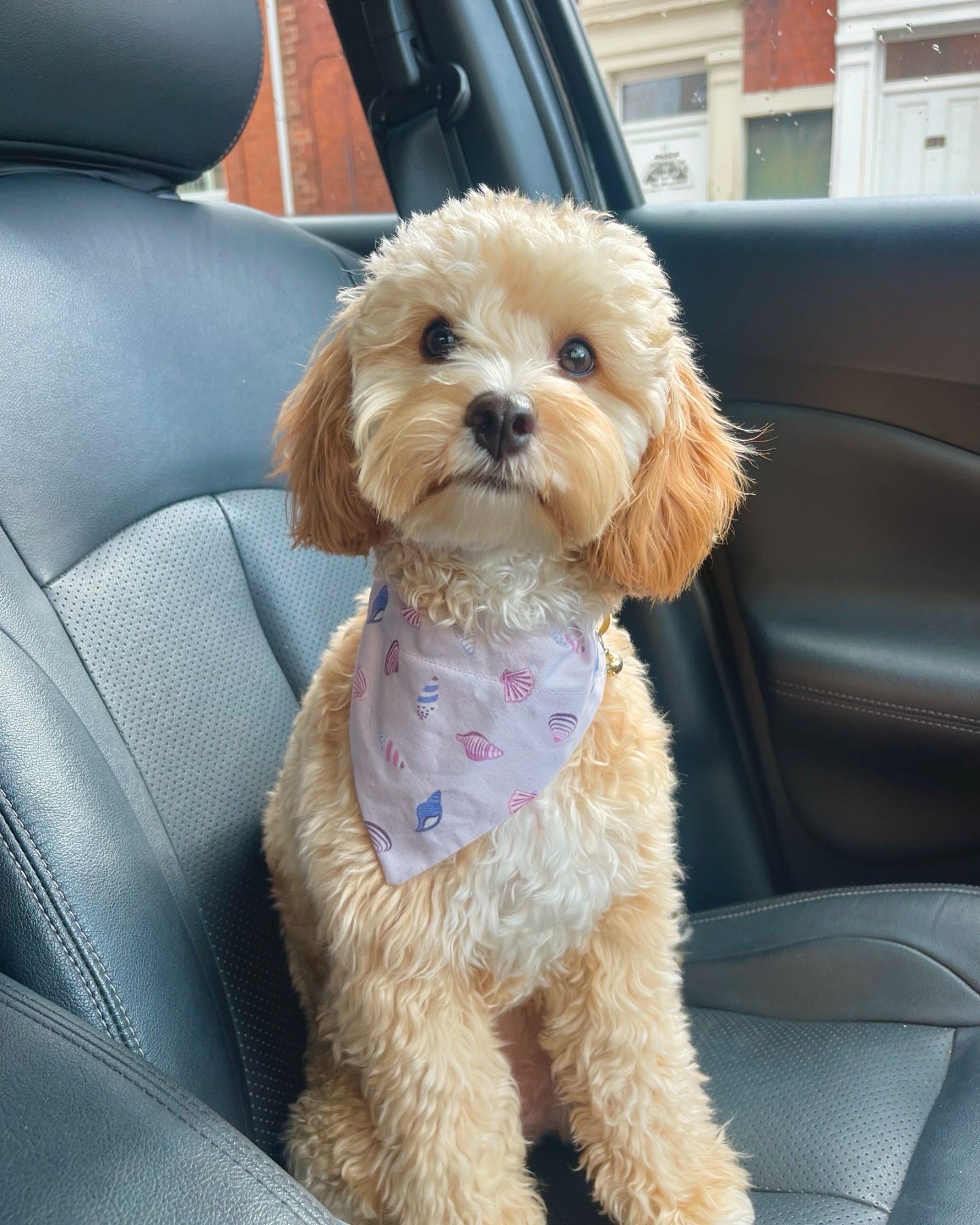 'Shell Yeah!' (Lilac) Pet Bandana