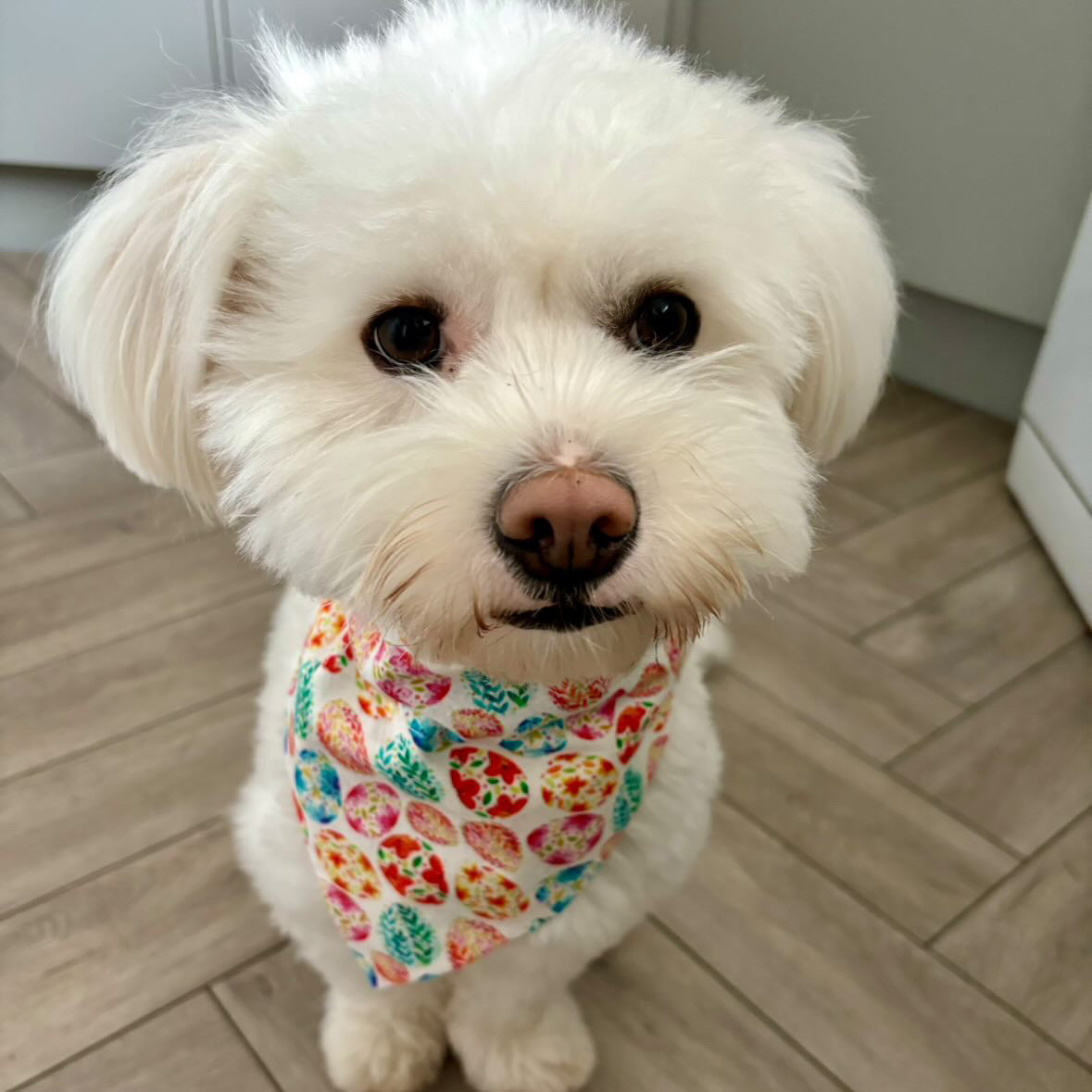 ‘Egg-stra Cute’ Pet Bandana