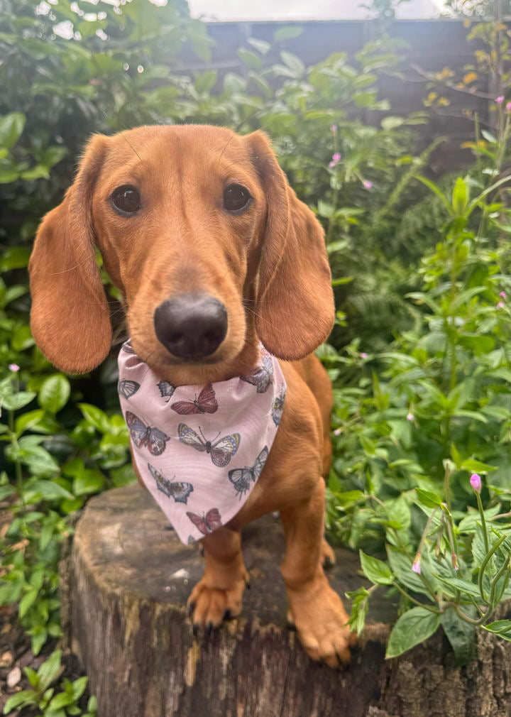 ‘Flutterby Dreams’ Pet Bandana