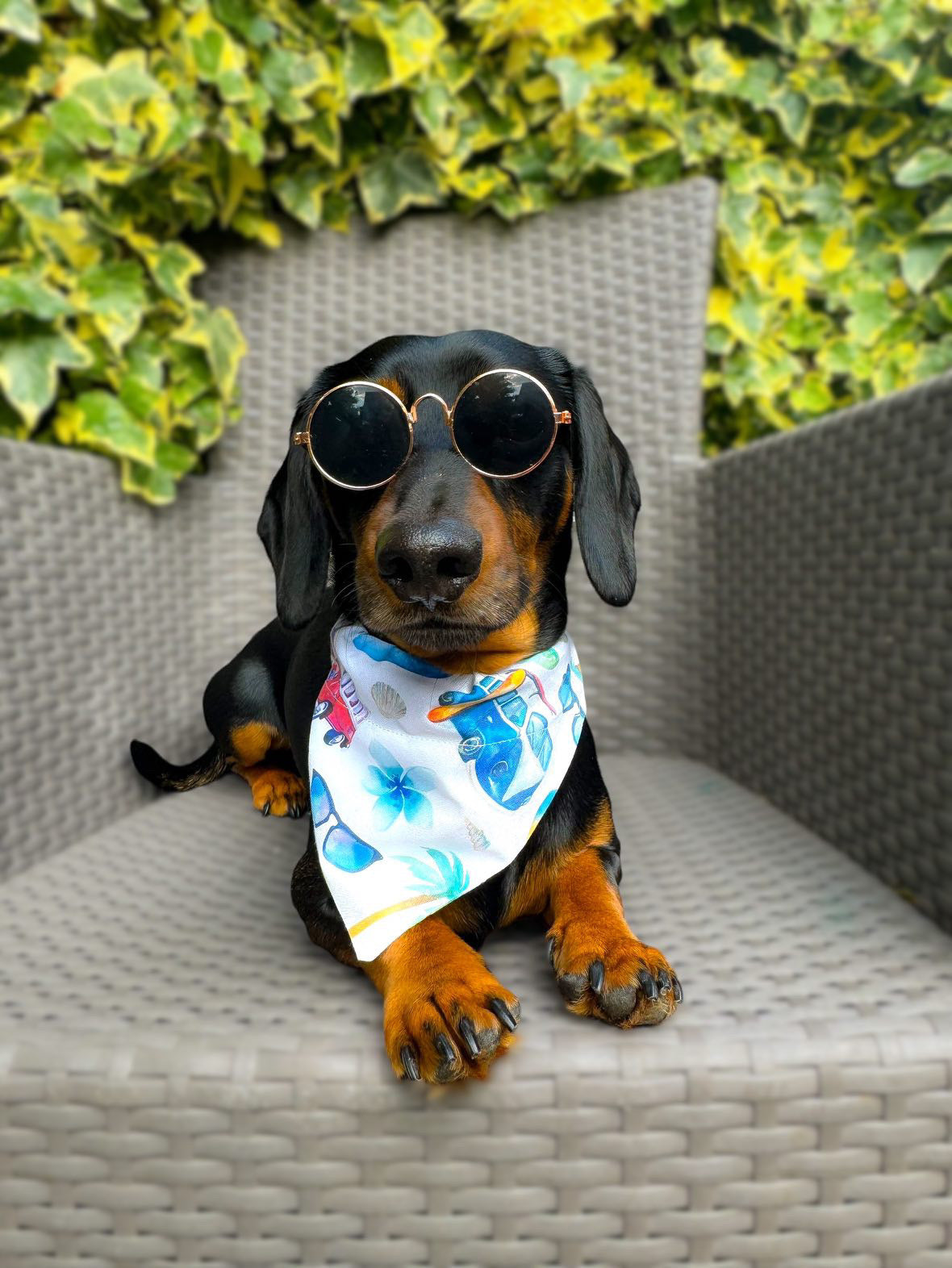 ‘Adventure Ready’ Pet Bandana