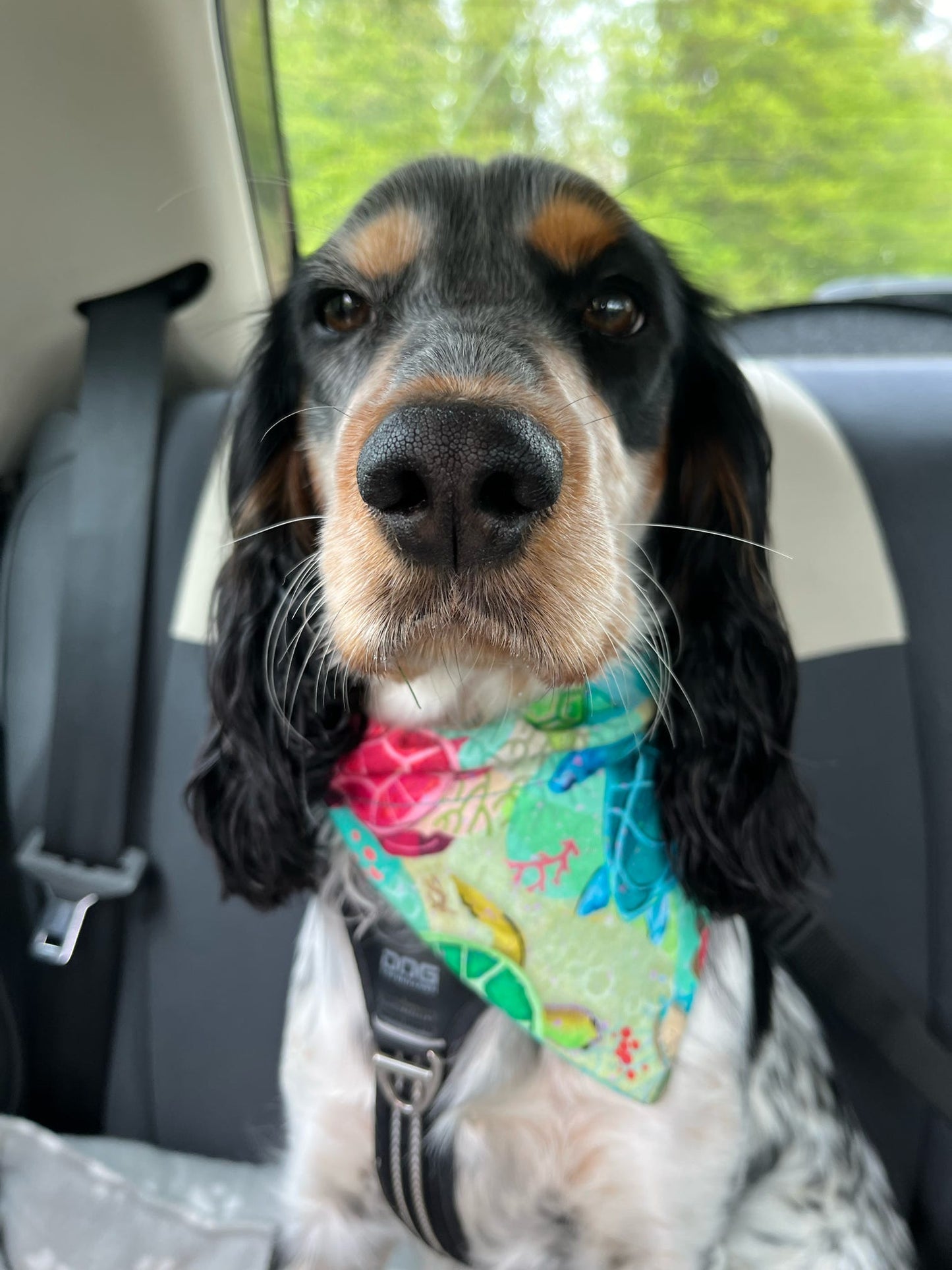 ‘Turtley Awesome’ Pet Bandana