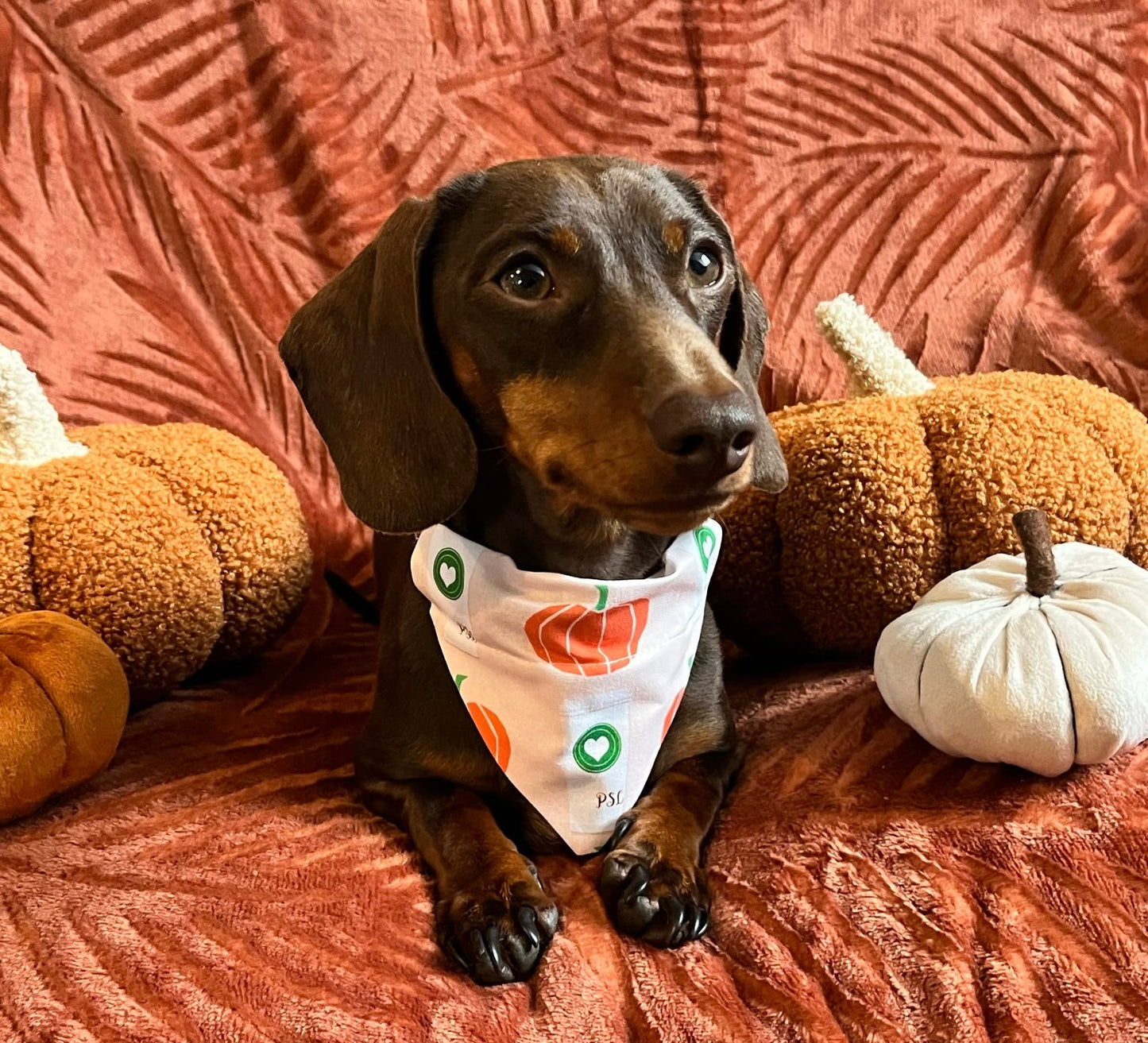 Pumpkin Latte Pet Bandana