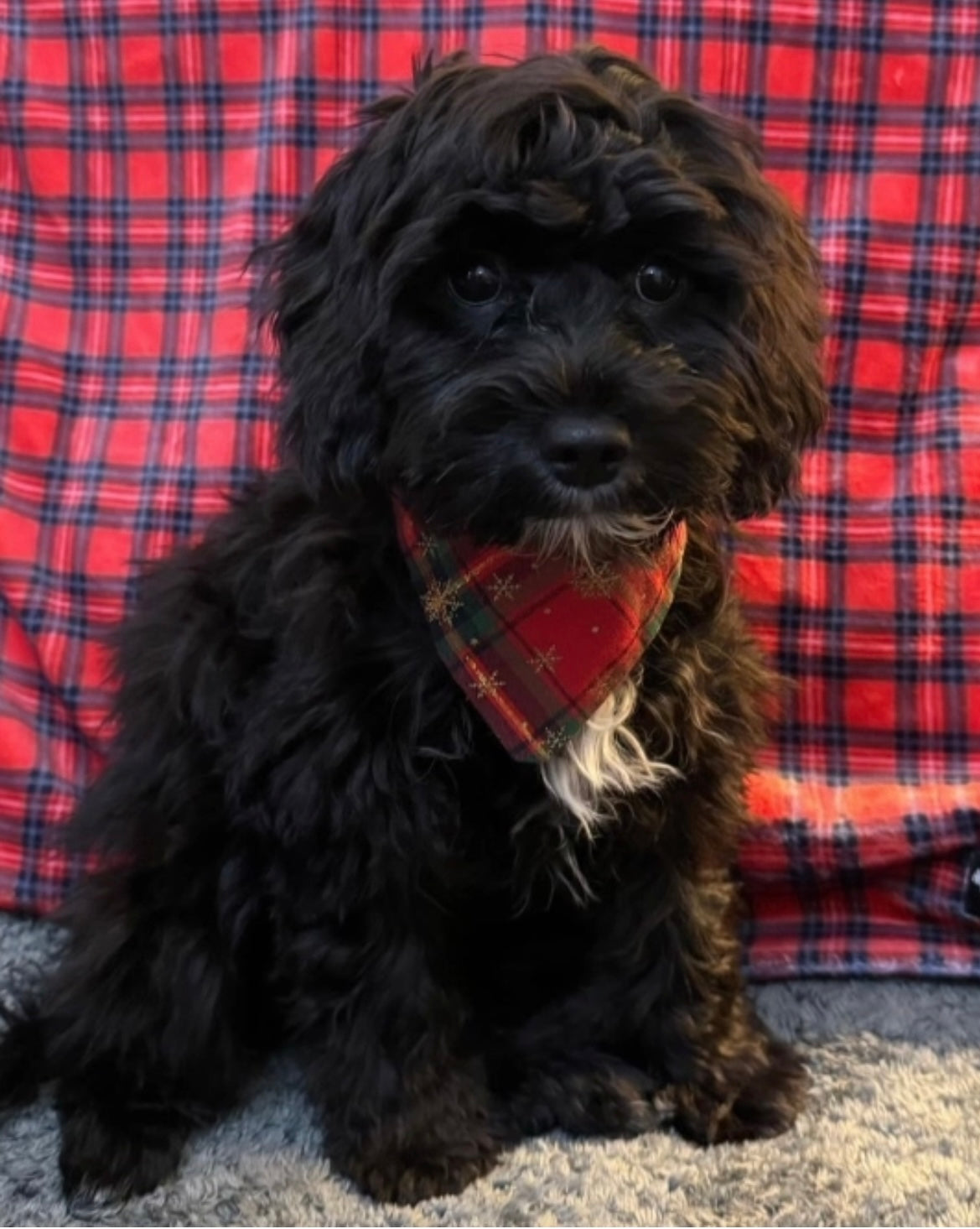 ‘Tartan-tastic’ Pet Bandana