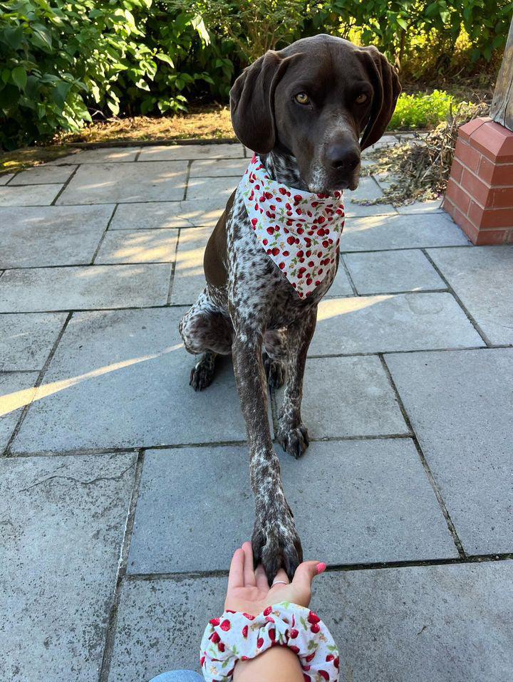 Strawberries & Cream Pet Bandana