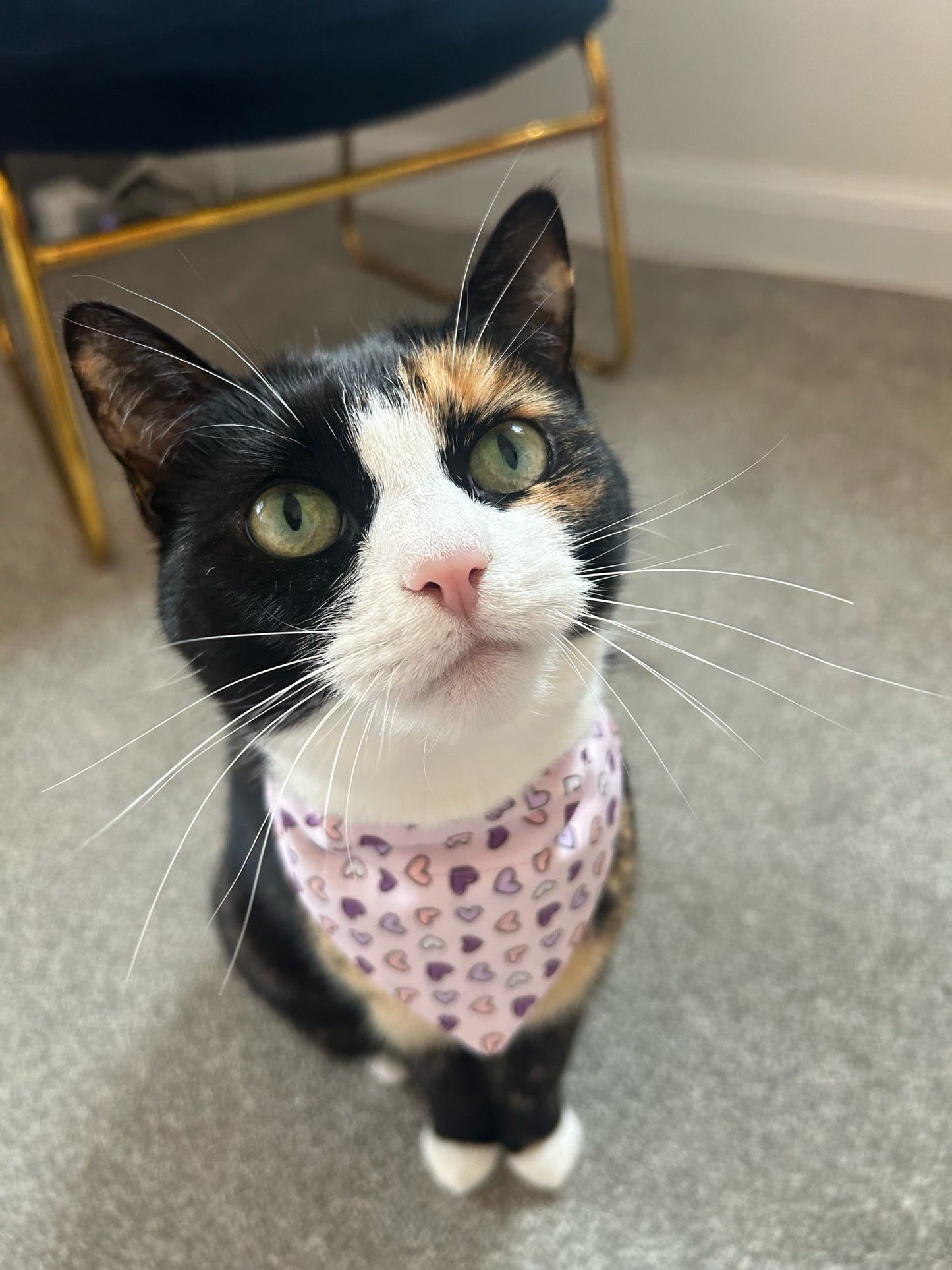 ‘Lavender Love’ Pet Bandana